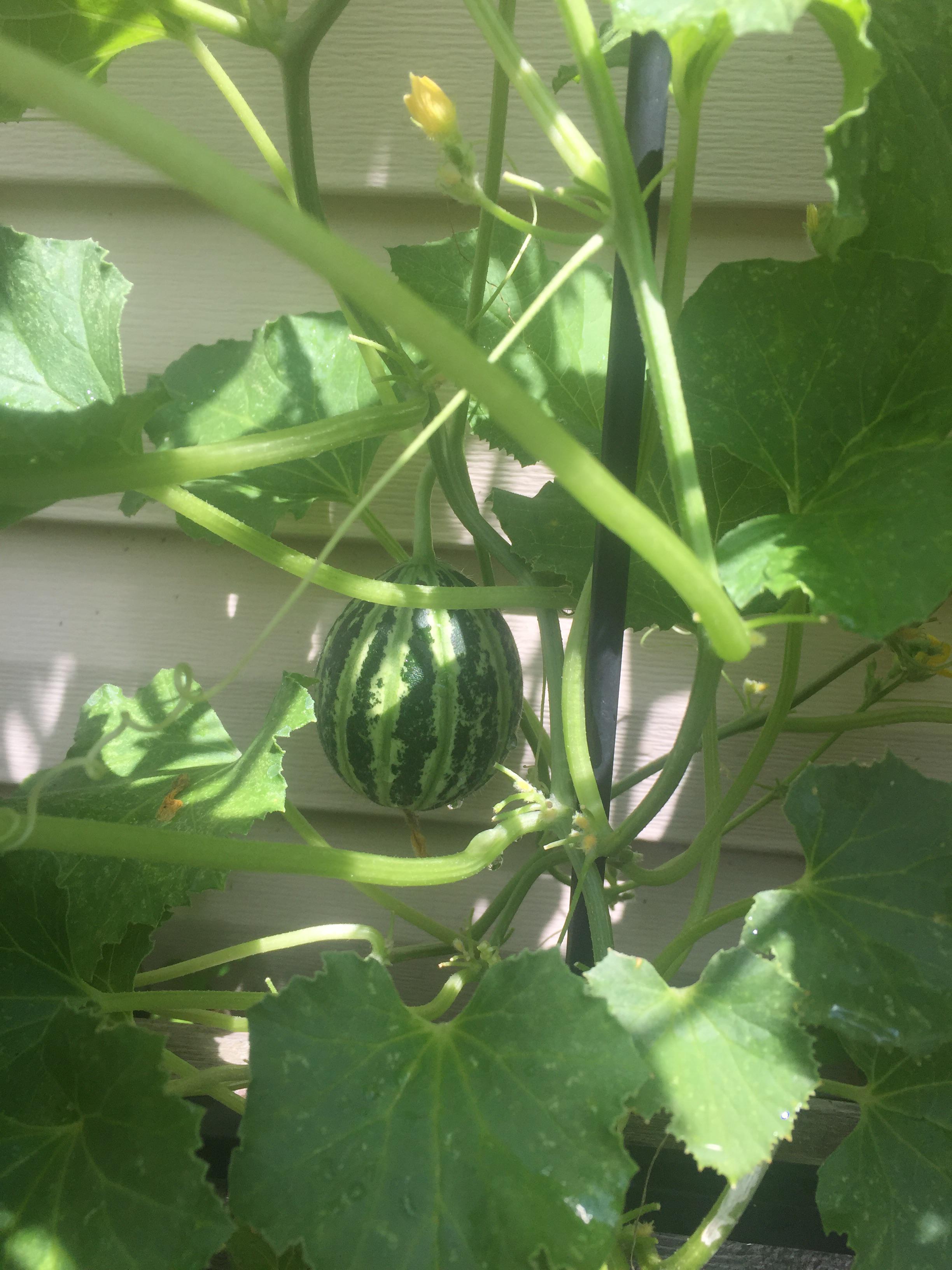 My first Kajari Melon coming in, anyone have much experience with these