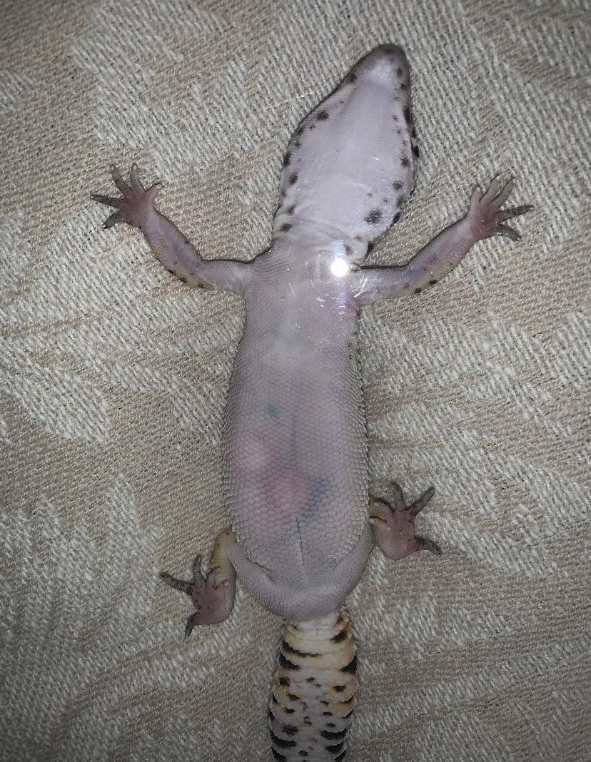 Impaction?? LeopardGecko