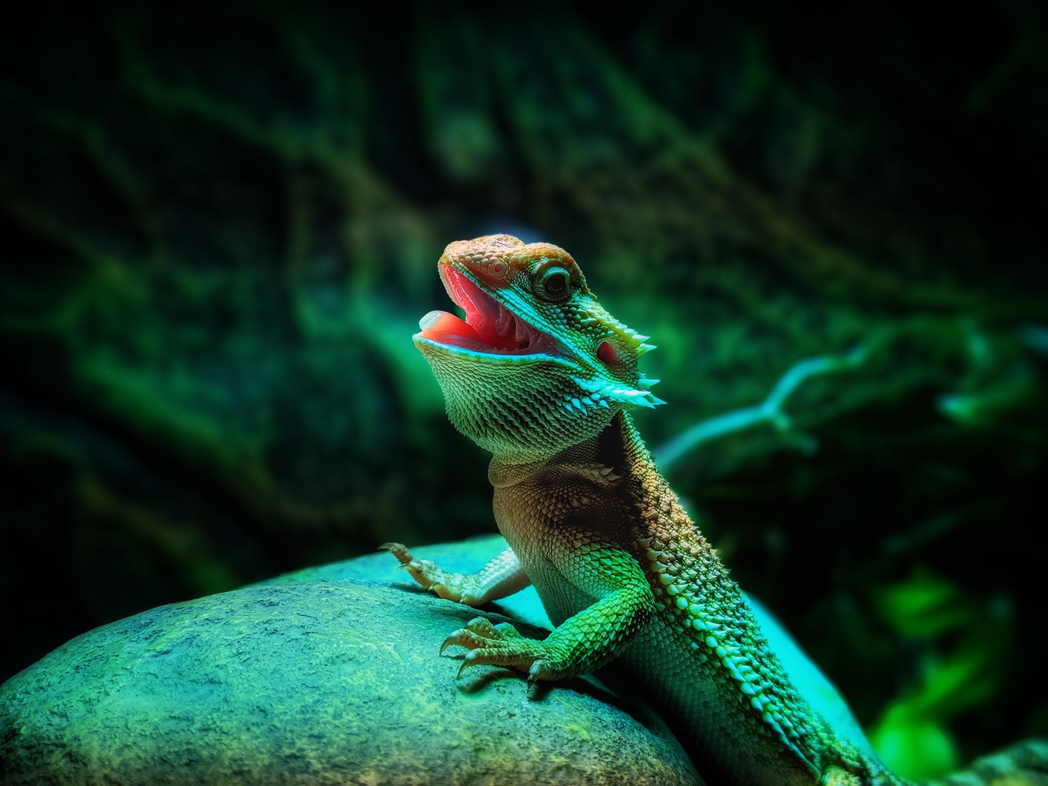 Do Bearded Dragons Need Shots