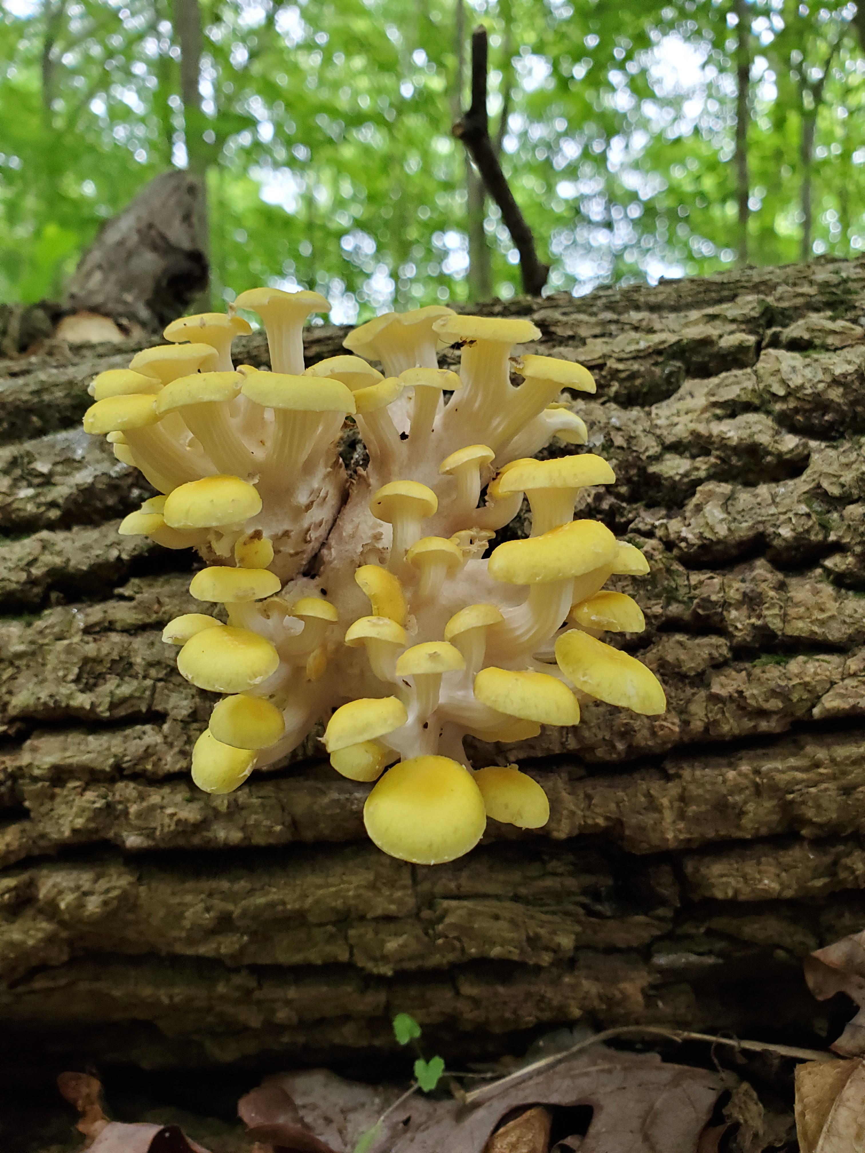 What?! mushroom_hunting
