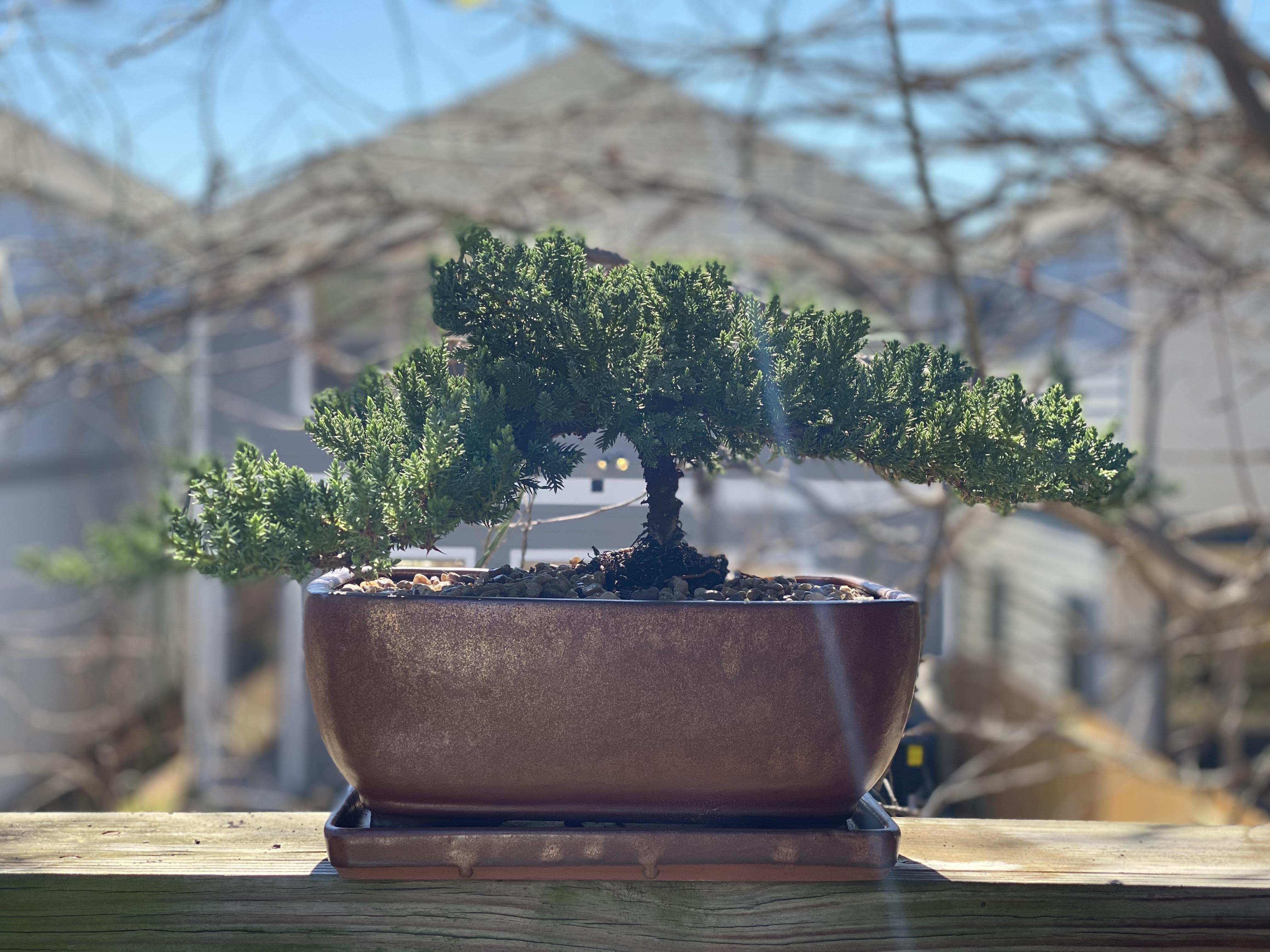 I was gifted a Juniper for Valentine’s Day! r/Bonsai