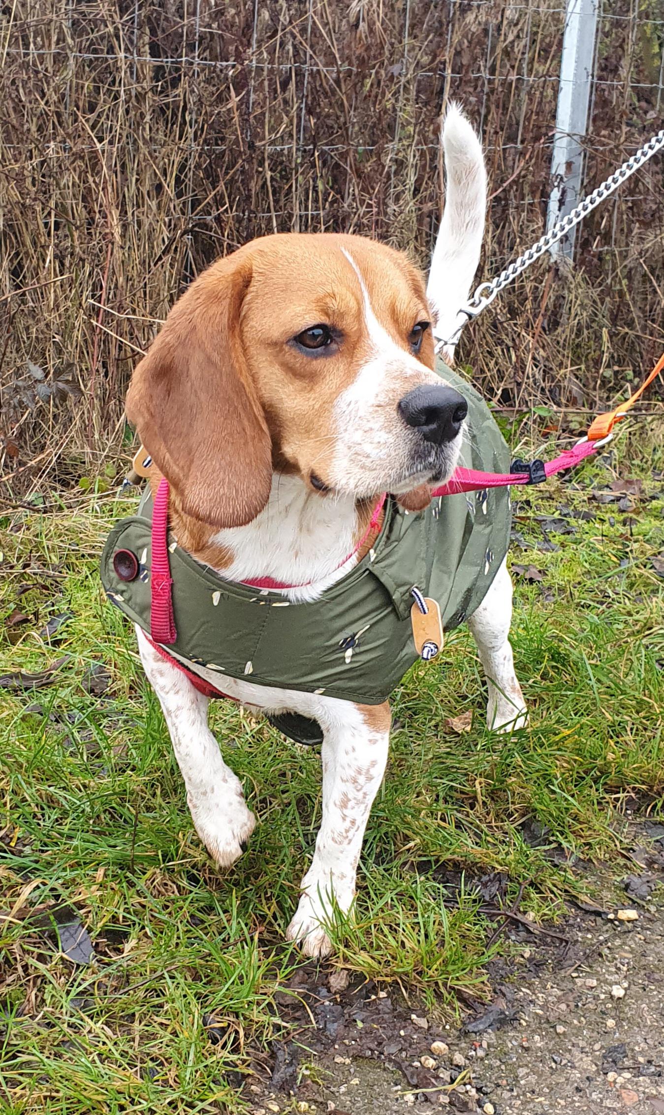 Bagel Beagle testing her new rain coat. 😍 r/rarepuppers
