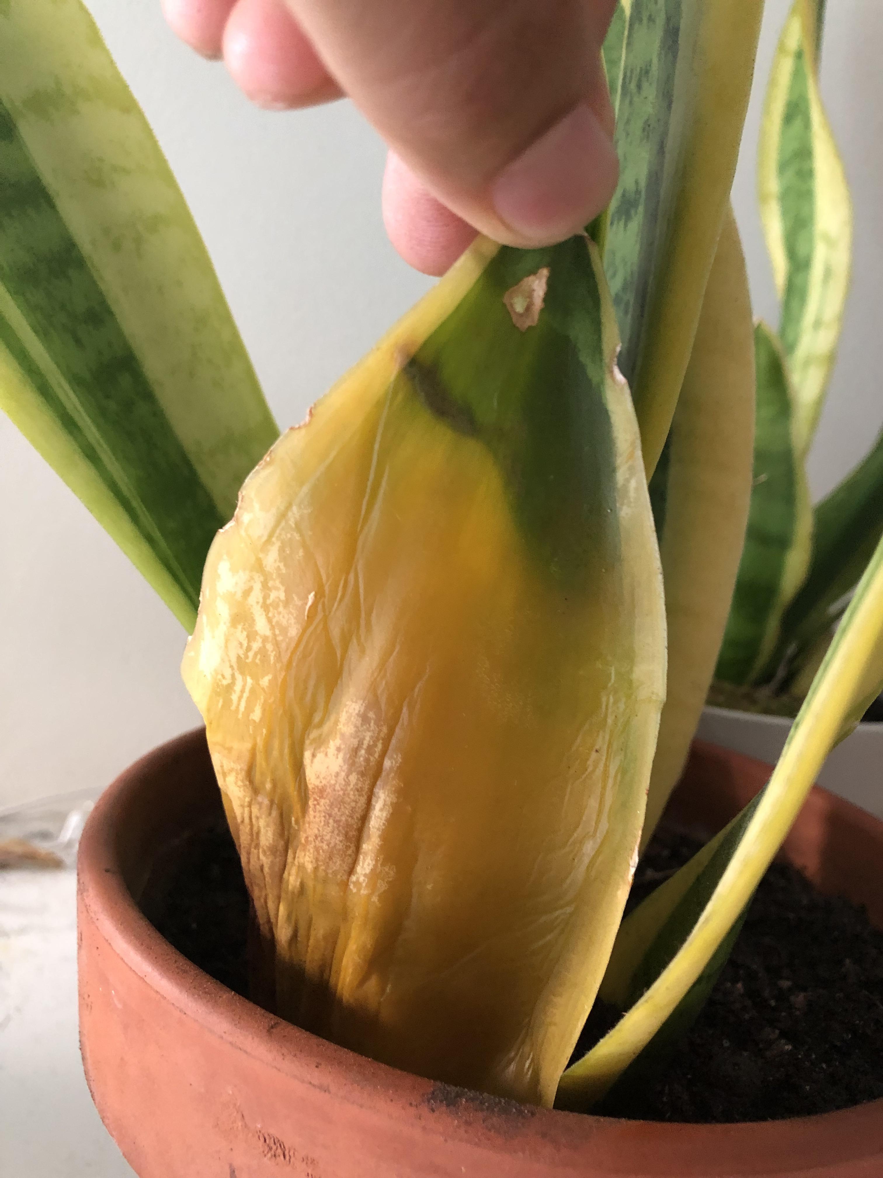 Help, Spider plant turning yellow and mushy r/plants