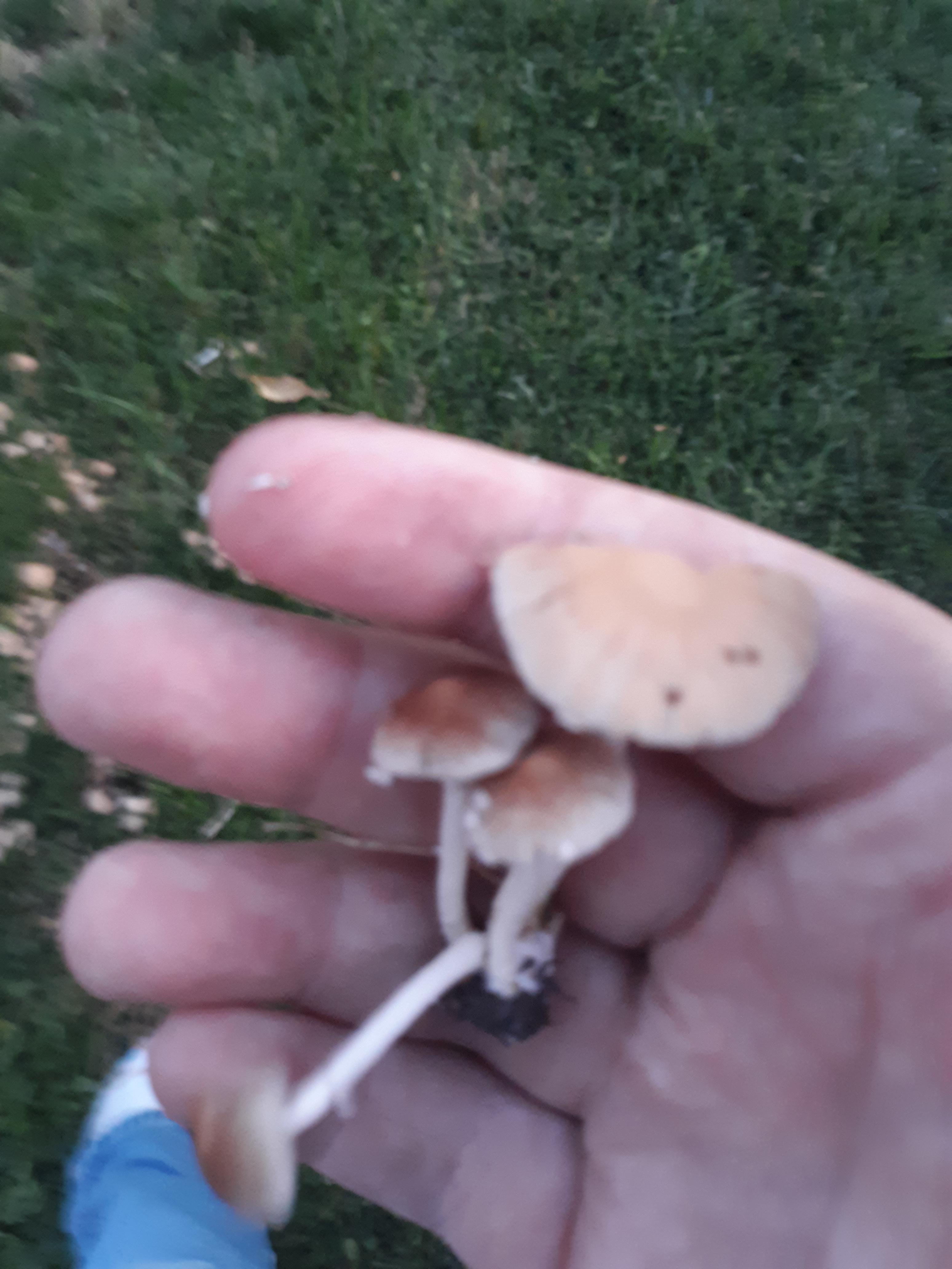 Grilling extremely tight bunches really fragile to like indents on most