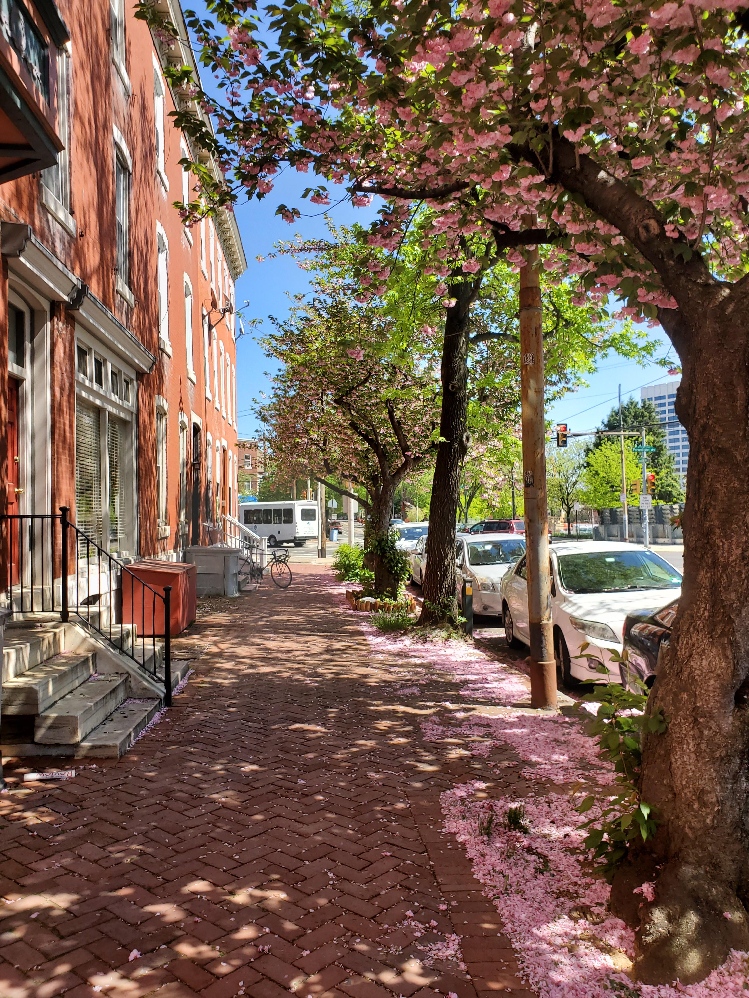 Lancaster Ave in University City this morning r/philadelphia