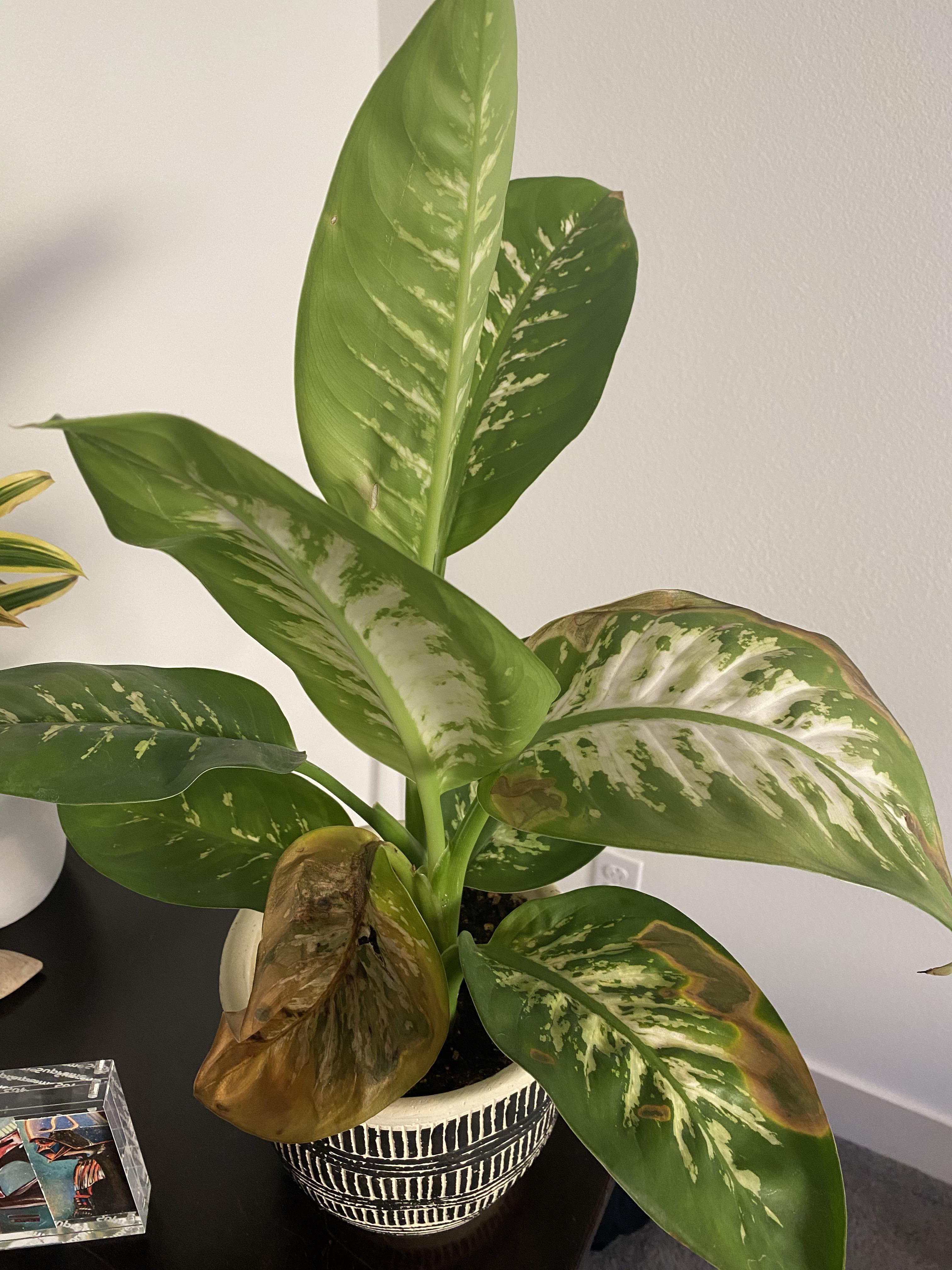 Anyone know why my dieffenbachia is doing this ) r/plants