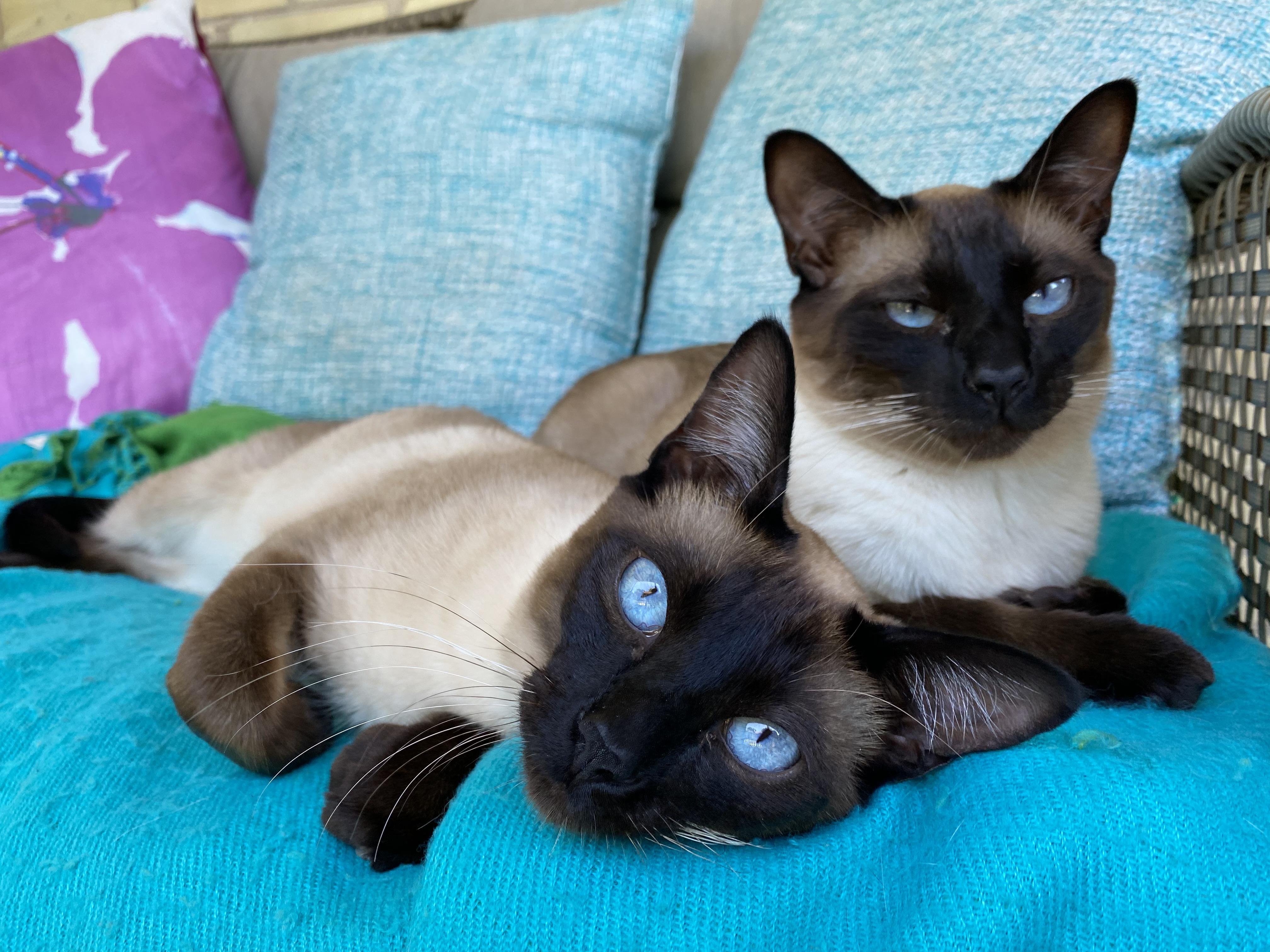 Perfect representation of their personalities Siamesecats