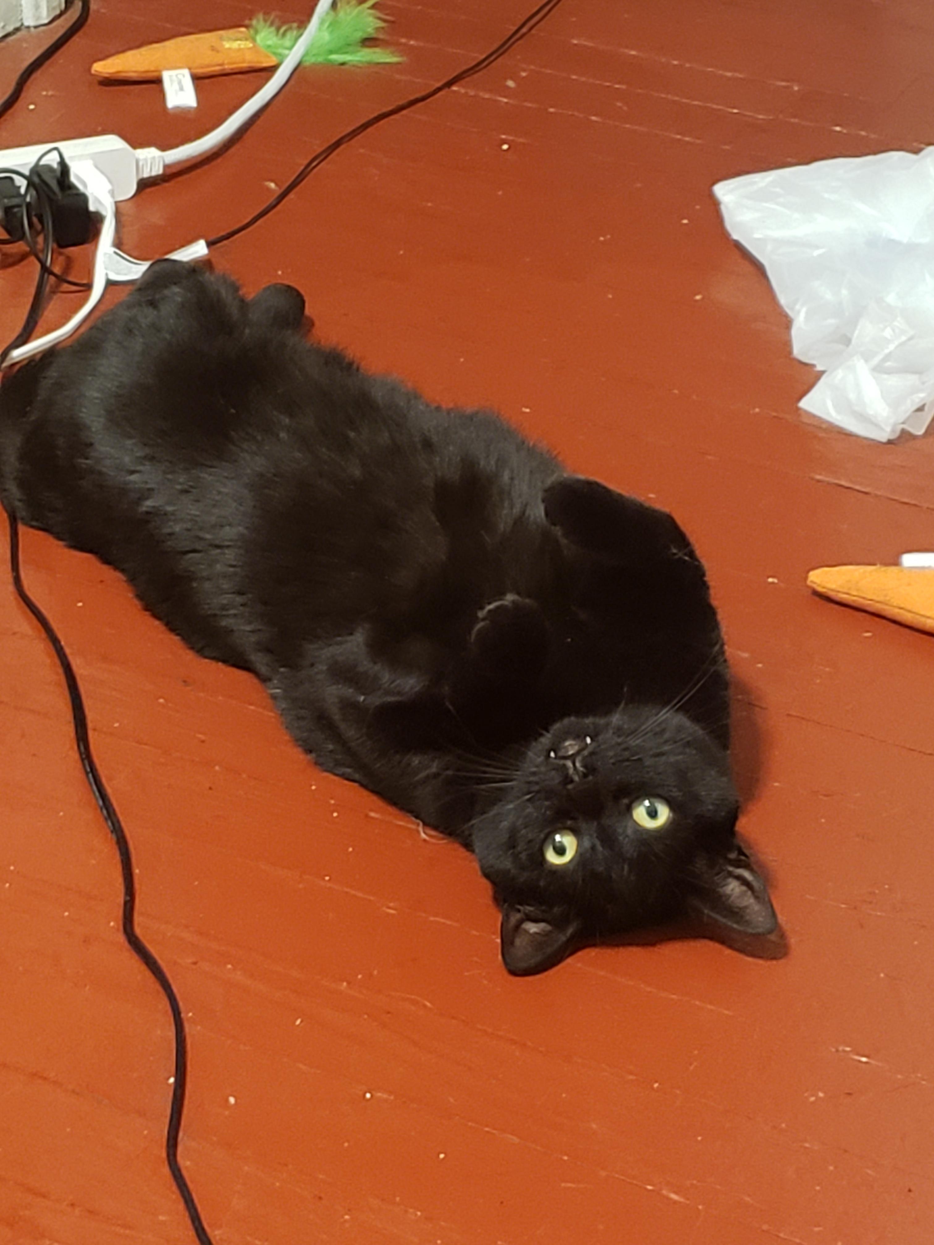 489 best Vampire Cat images on Pholder Teefies, Aww and Cats