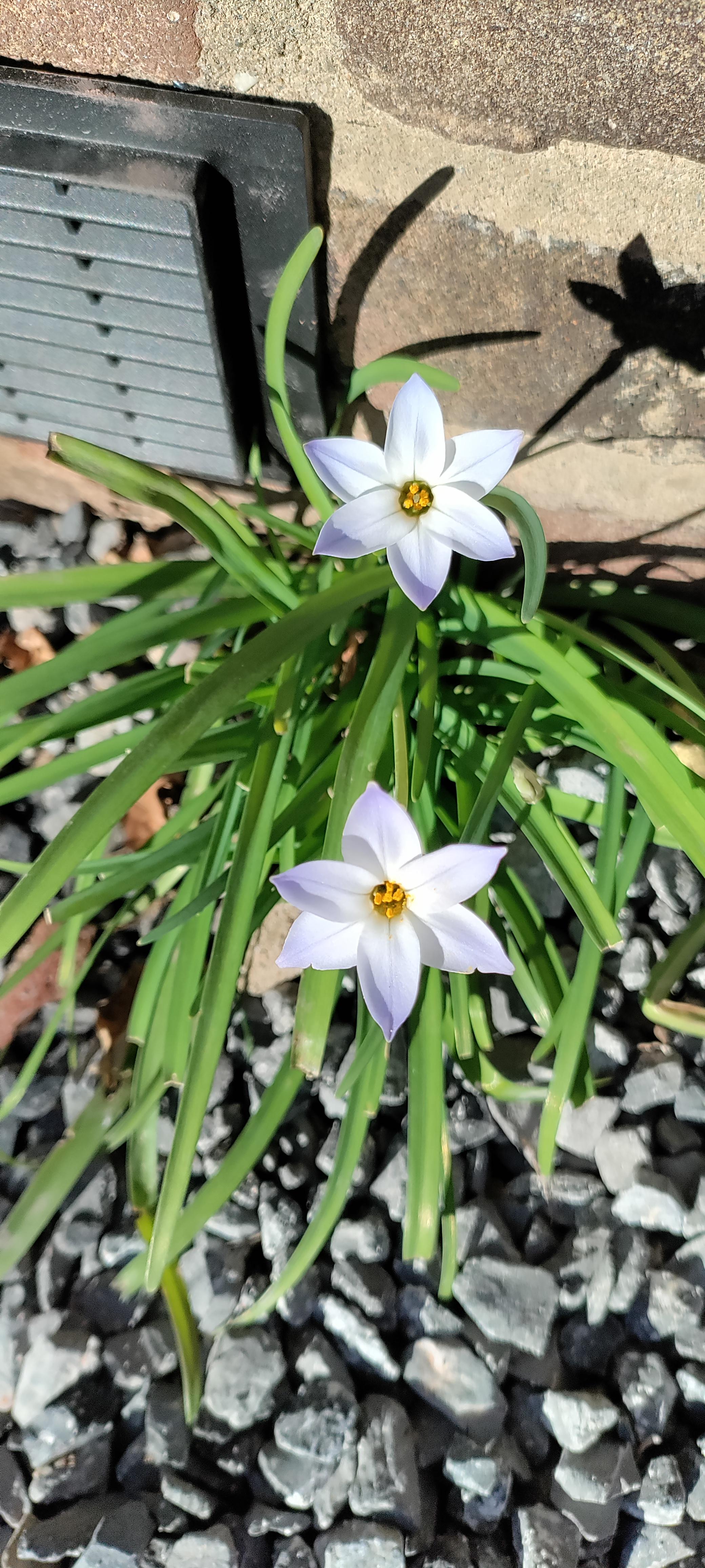 Spontaneous mystery flowers are the best r/gardening
