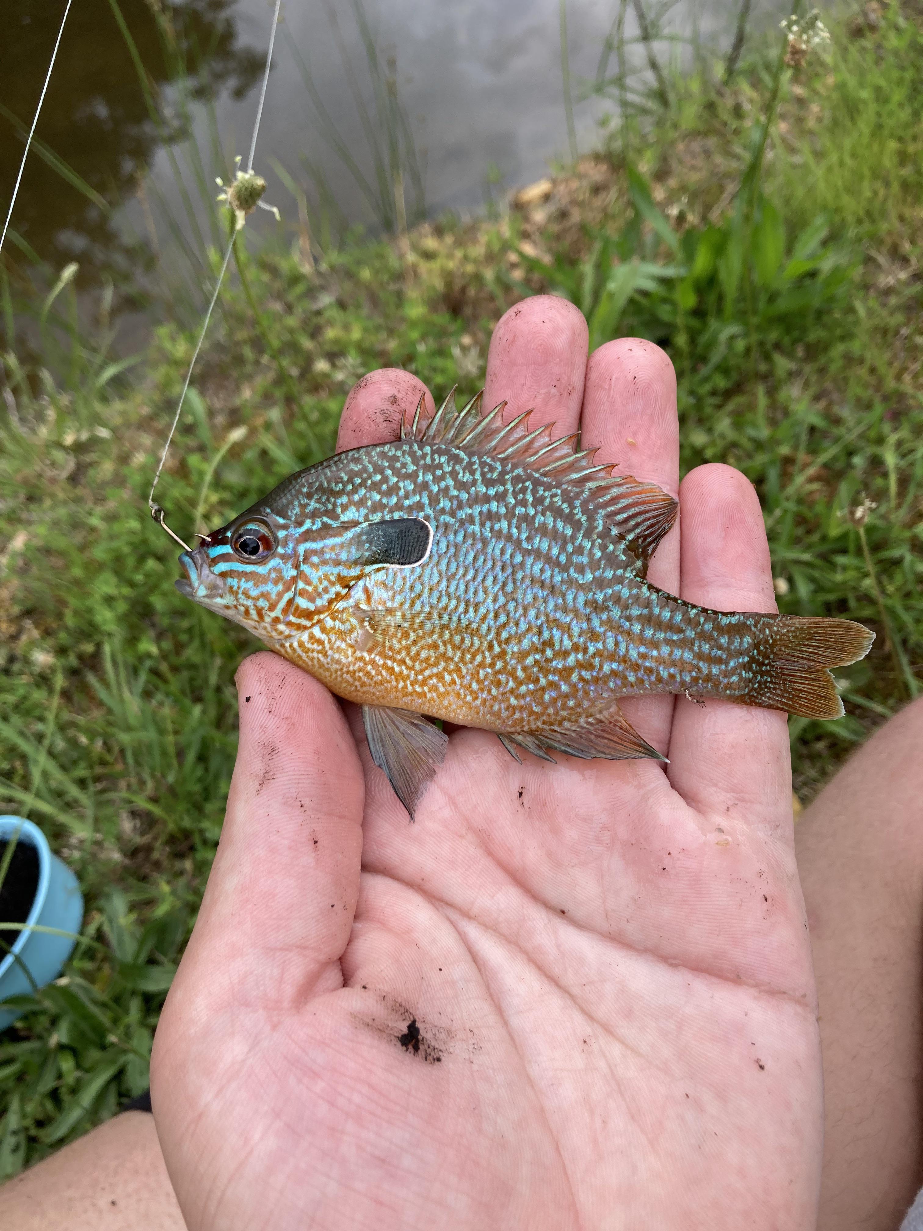 Pumpkin Seed Correct? Fishing