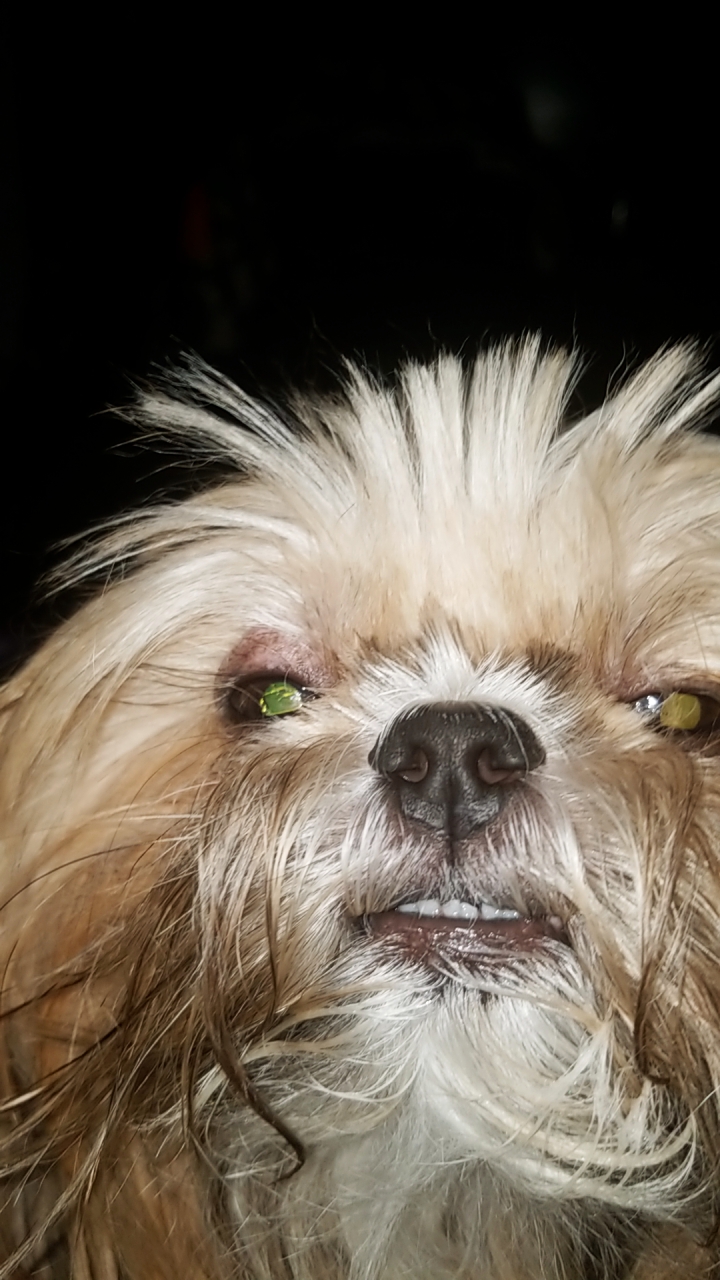 My dog usually stares at me when I'm trying to sleep. Last night I