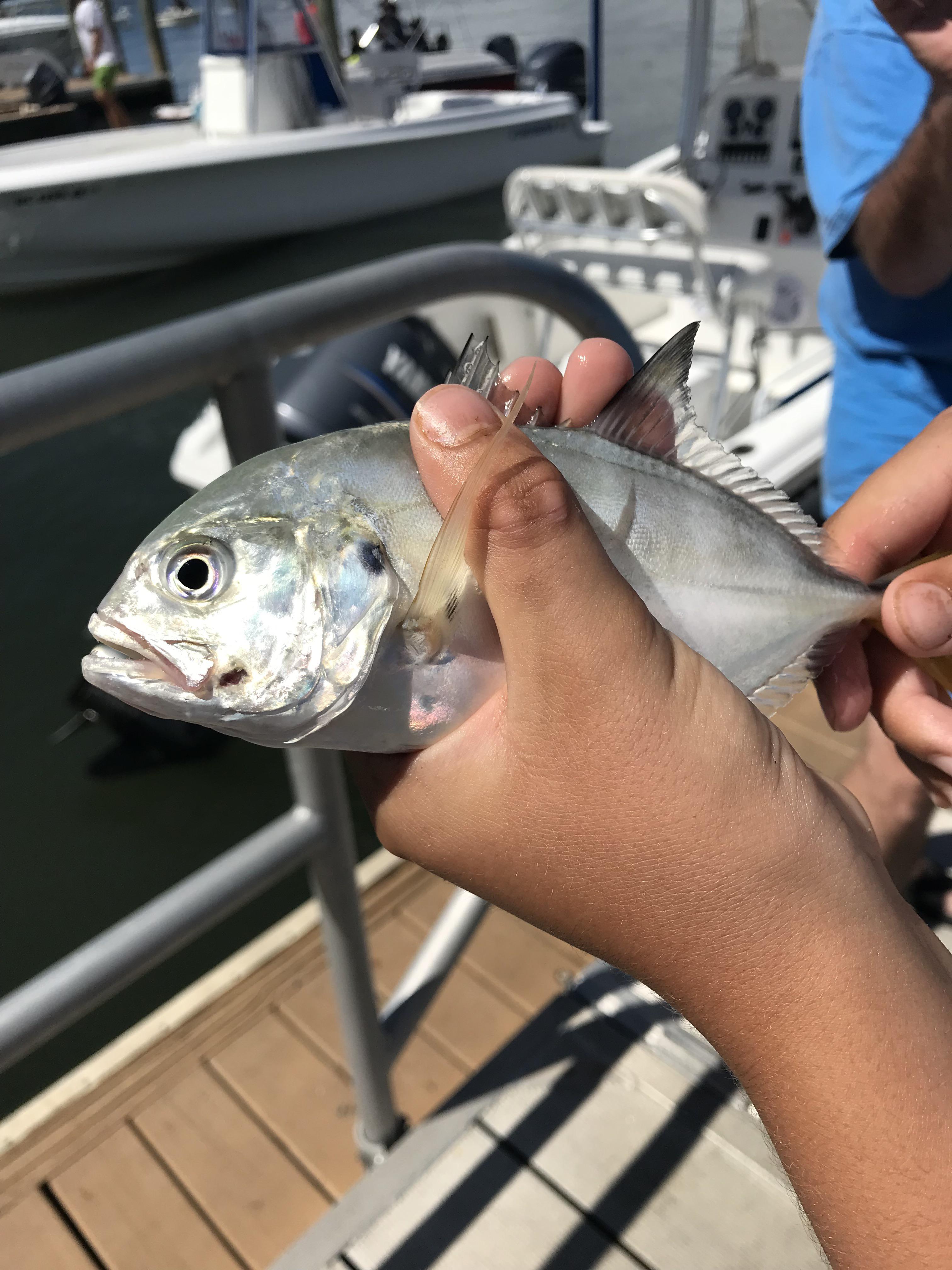 Is this a juvenile horse eye jack or a juvenile jack crevalle? I just