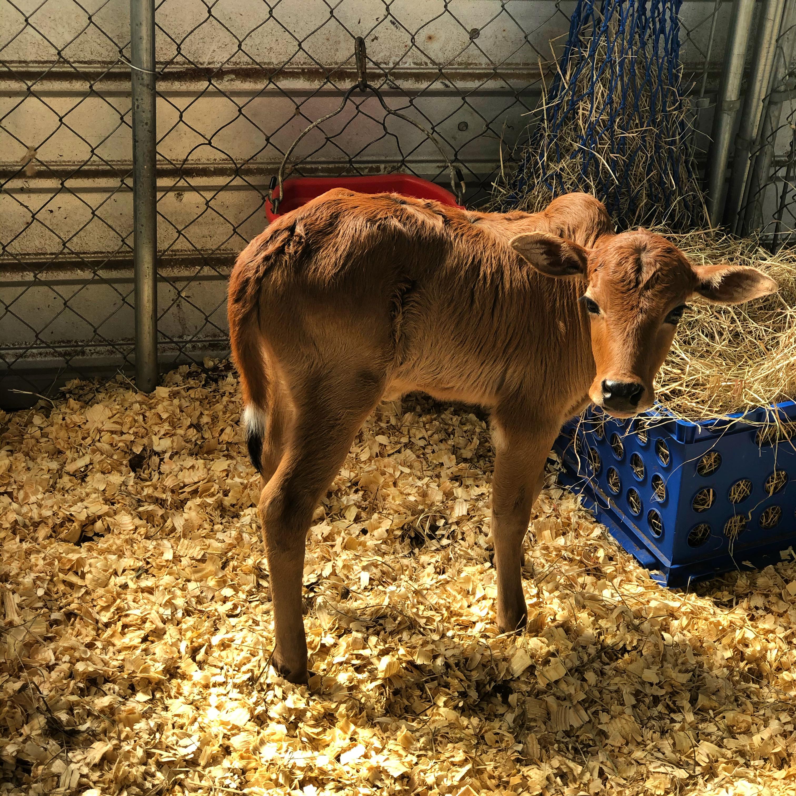 Zebu Calf