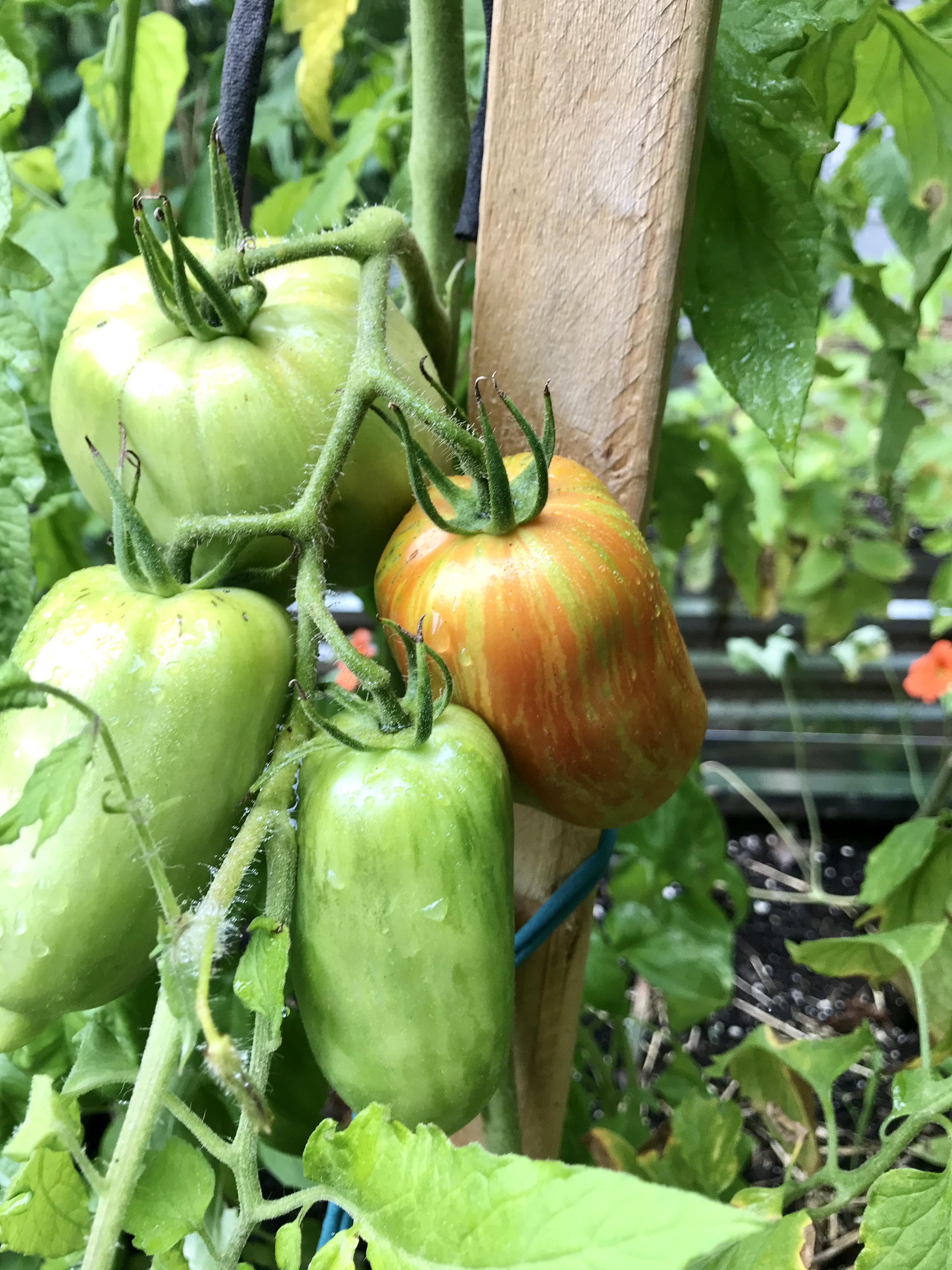  Our first Striped Roma tomatoes are turning!  r/gardening
