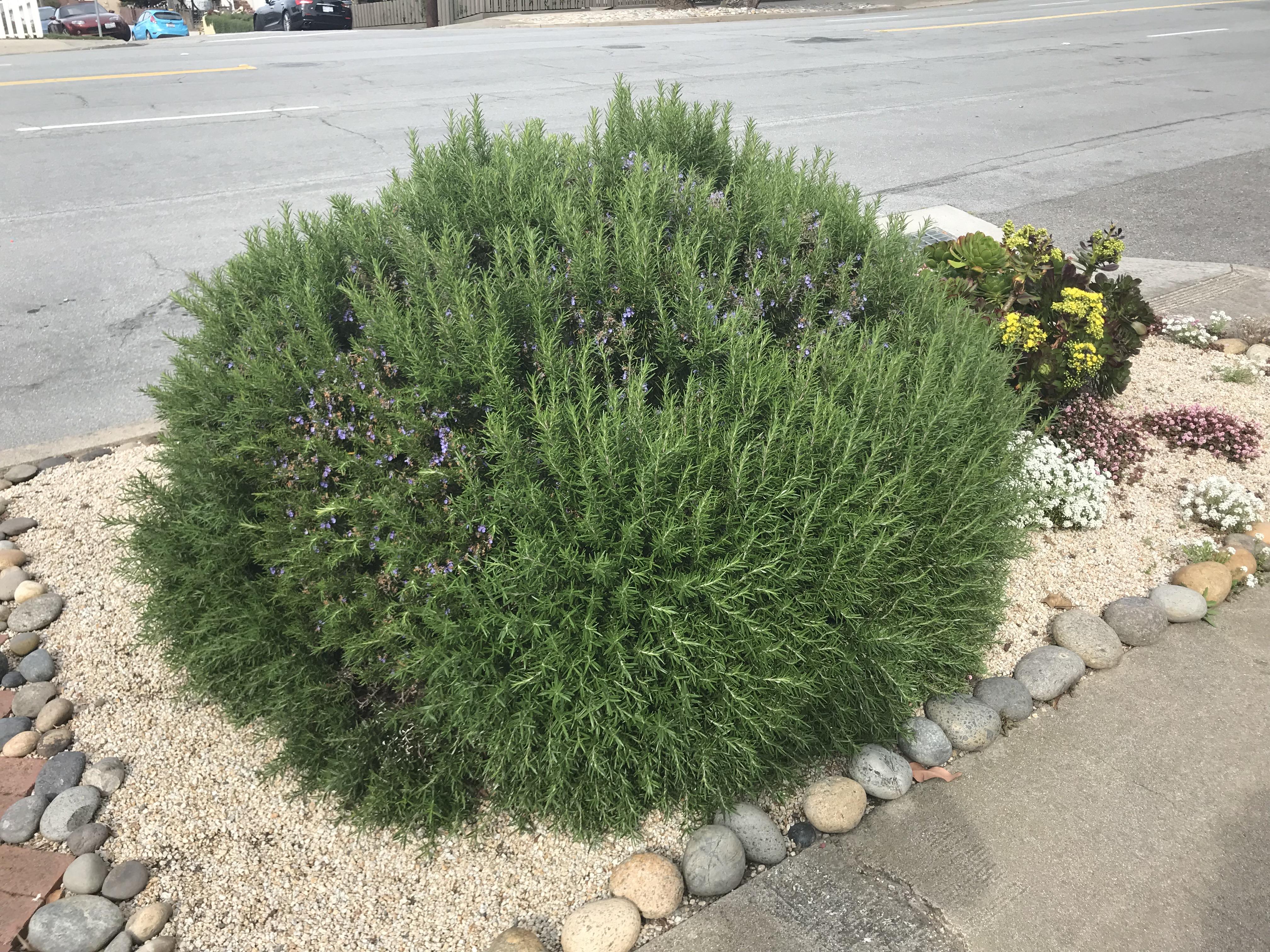 This absolute unit of a rosemary bush. I always brush my hands through
