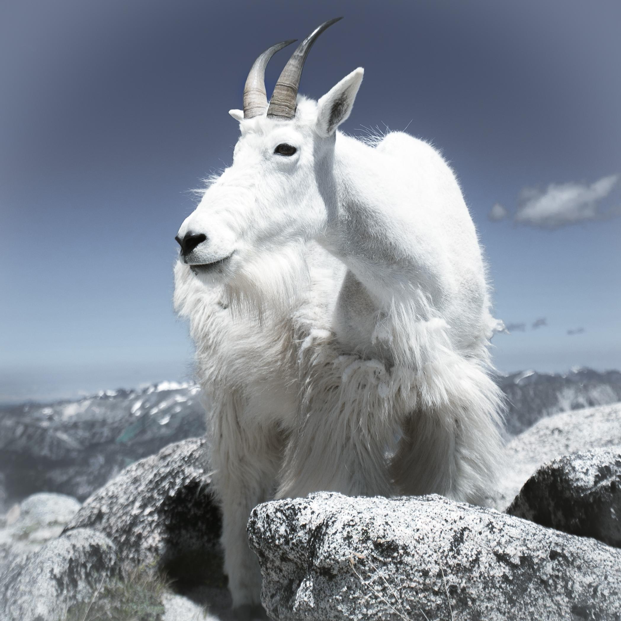 🔥 Mountain goat from the Enchantment Lakes in Washington State 🔥 r
