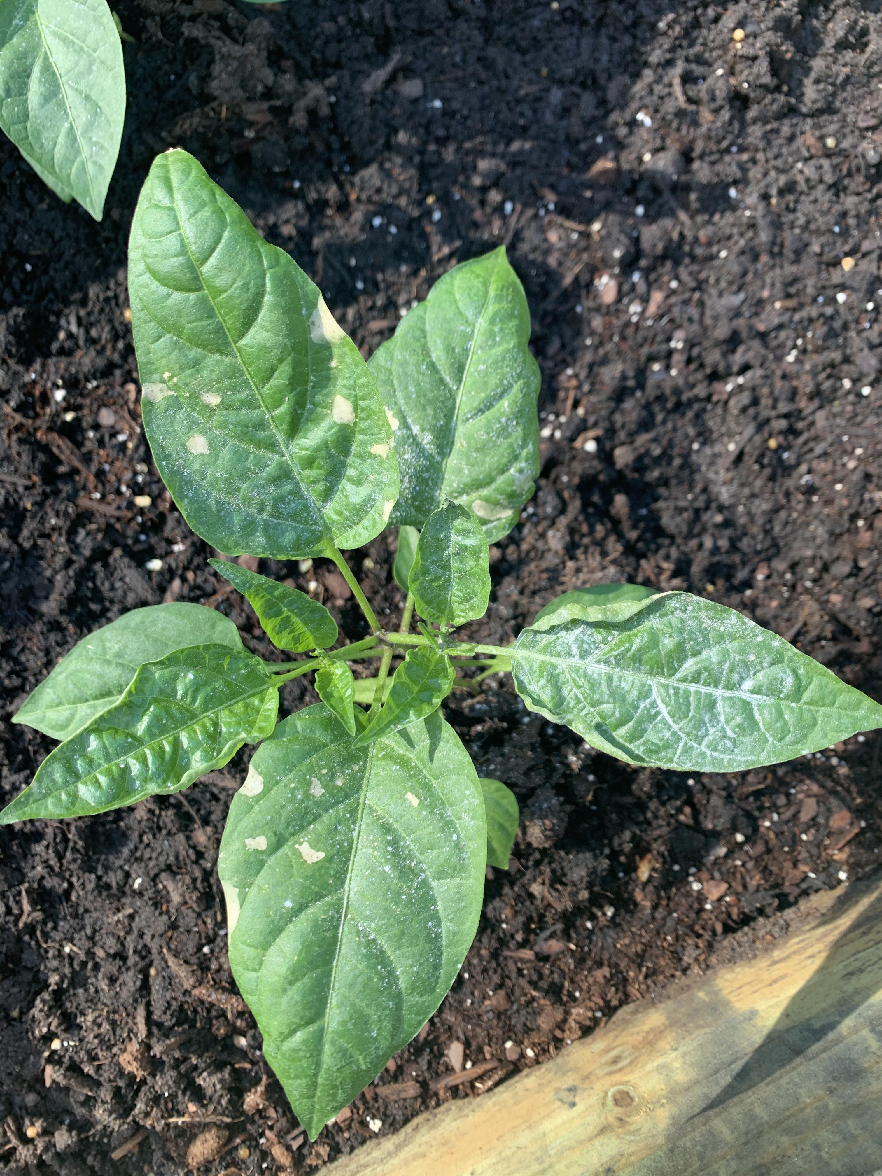 What are these spots on my pepper plant??Should I be concerned (central FL, white dust is Sevin