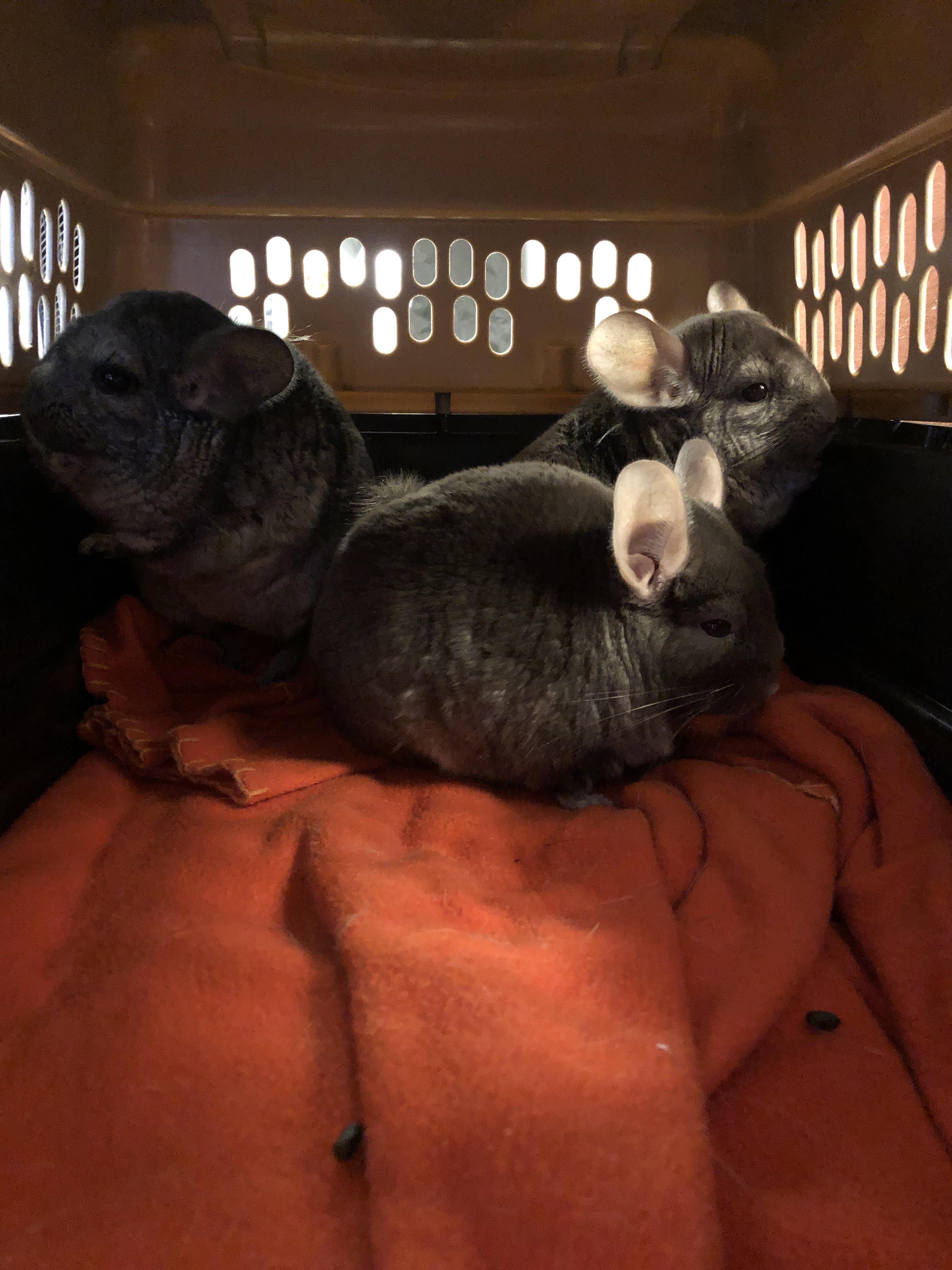 Chinchillas are showing this violent behavior to one another, I’m