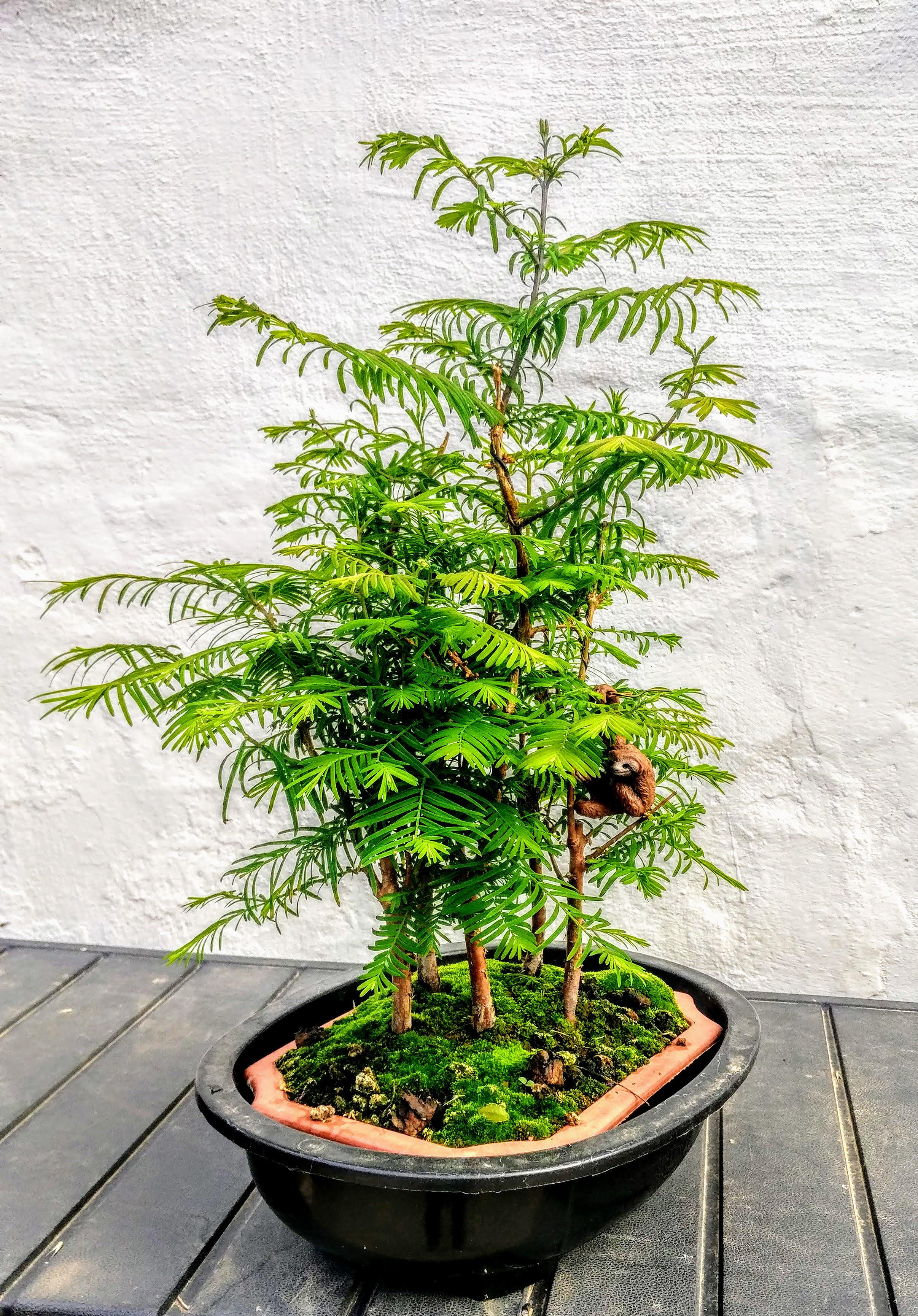 Dawn redwood forest. Bonsai