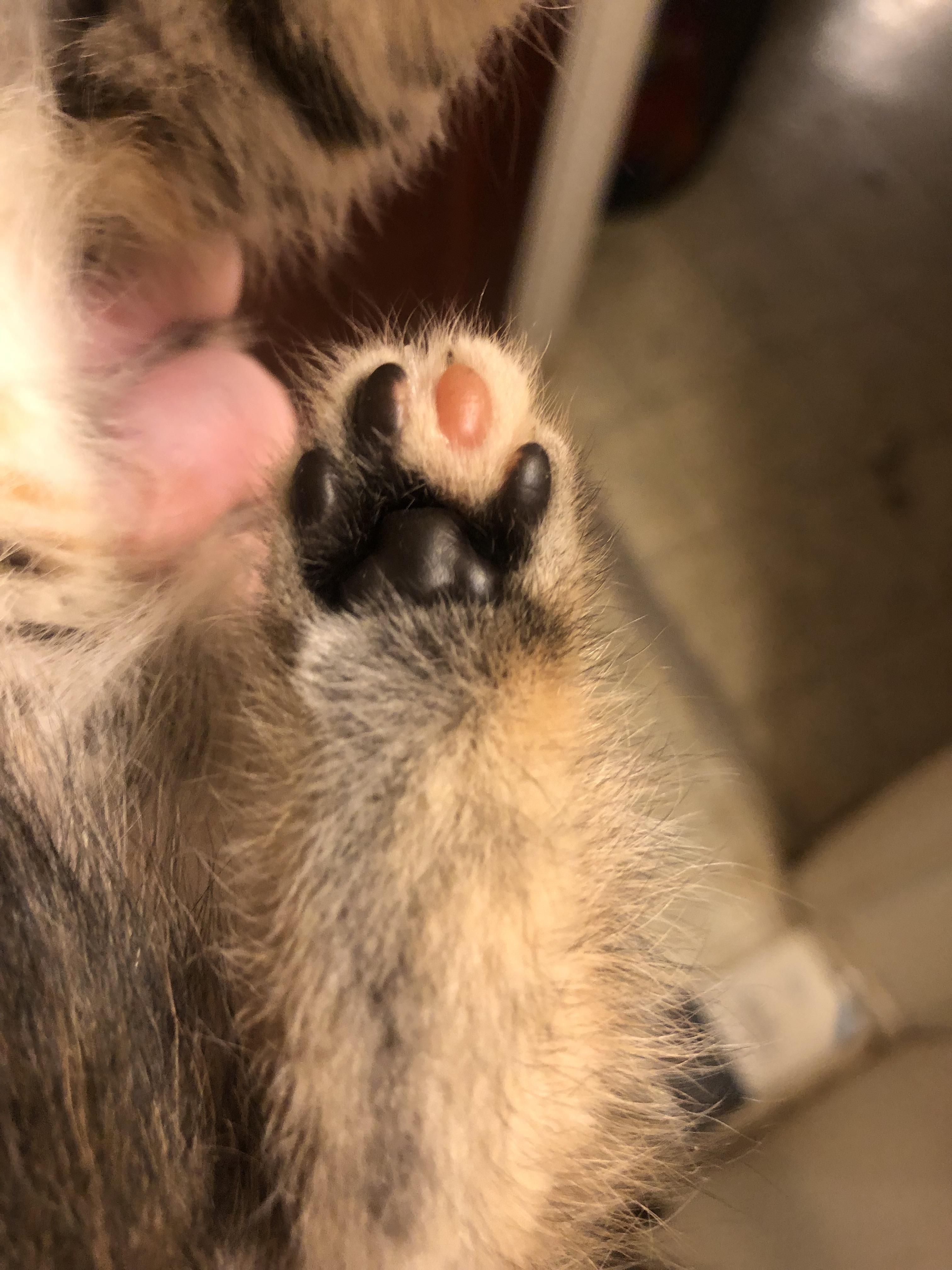 The stray kitten outside has all black toe beans except this one r/cats