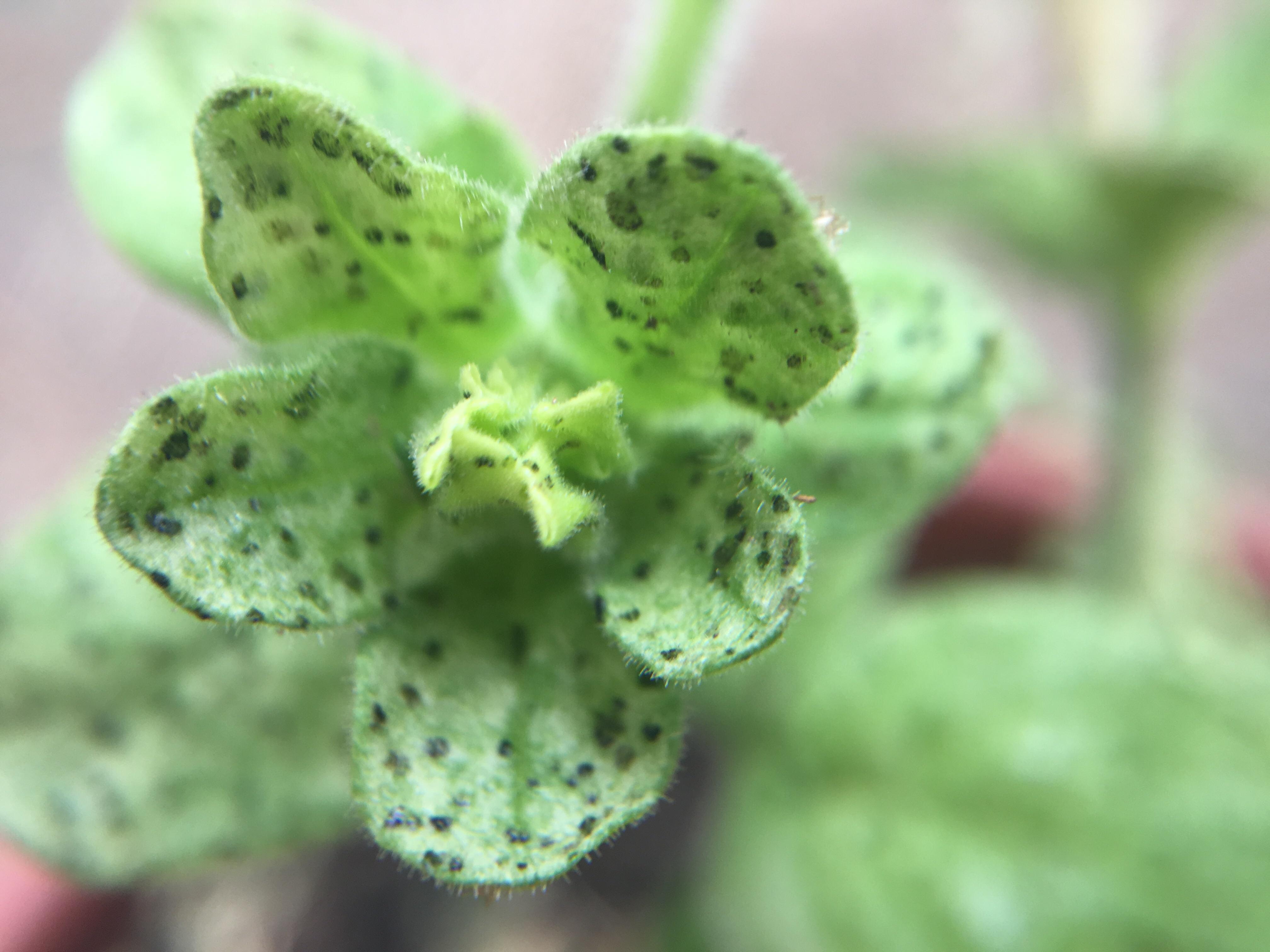 What are those tiny black dots on my Petunias? Not bumpy to the touch