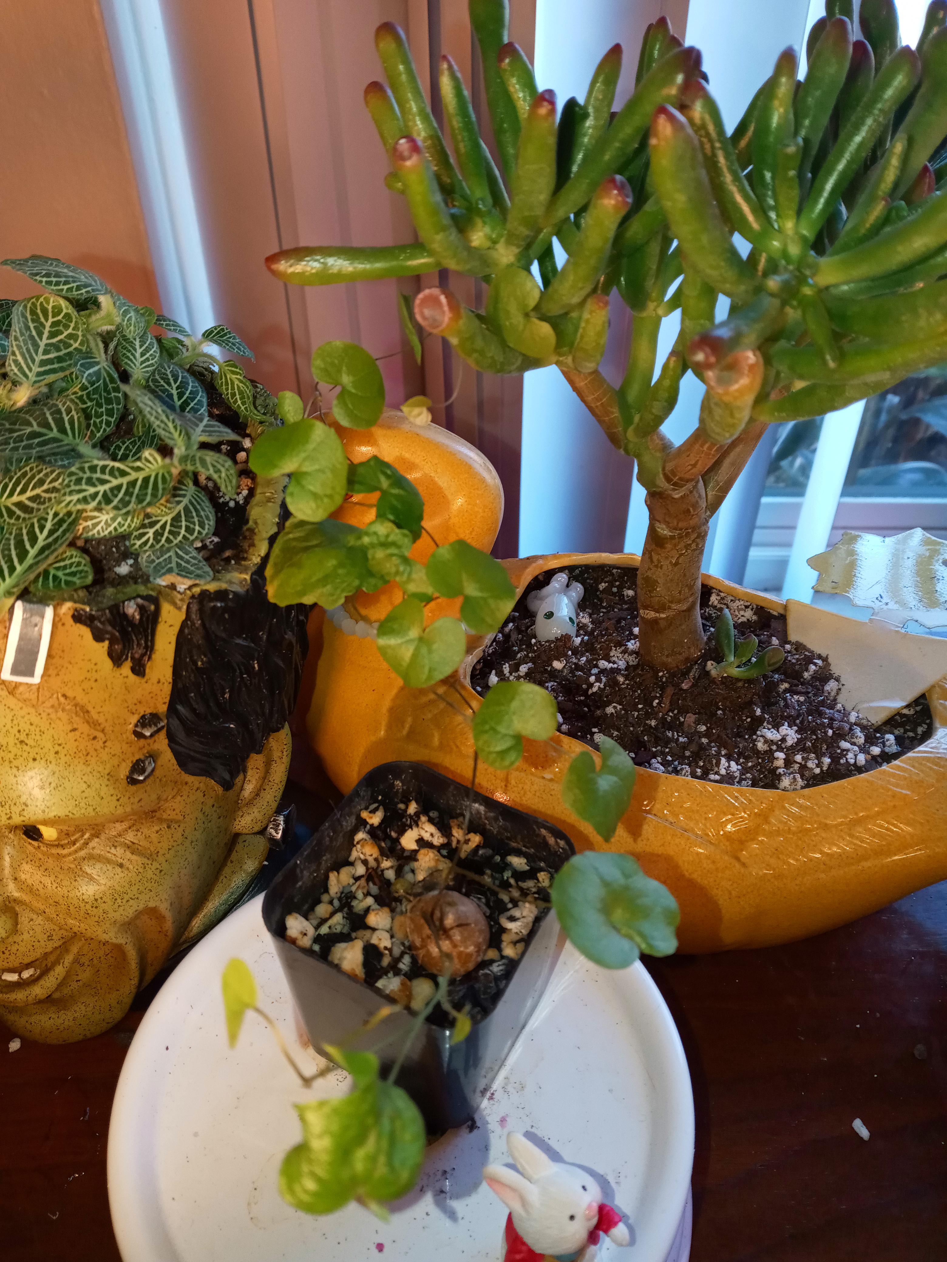 My dioscorea elephantipes grabbed my gollum jade in the night. Any tips
