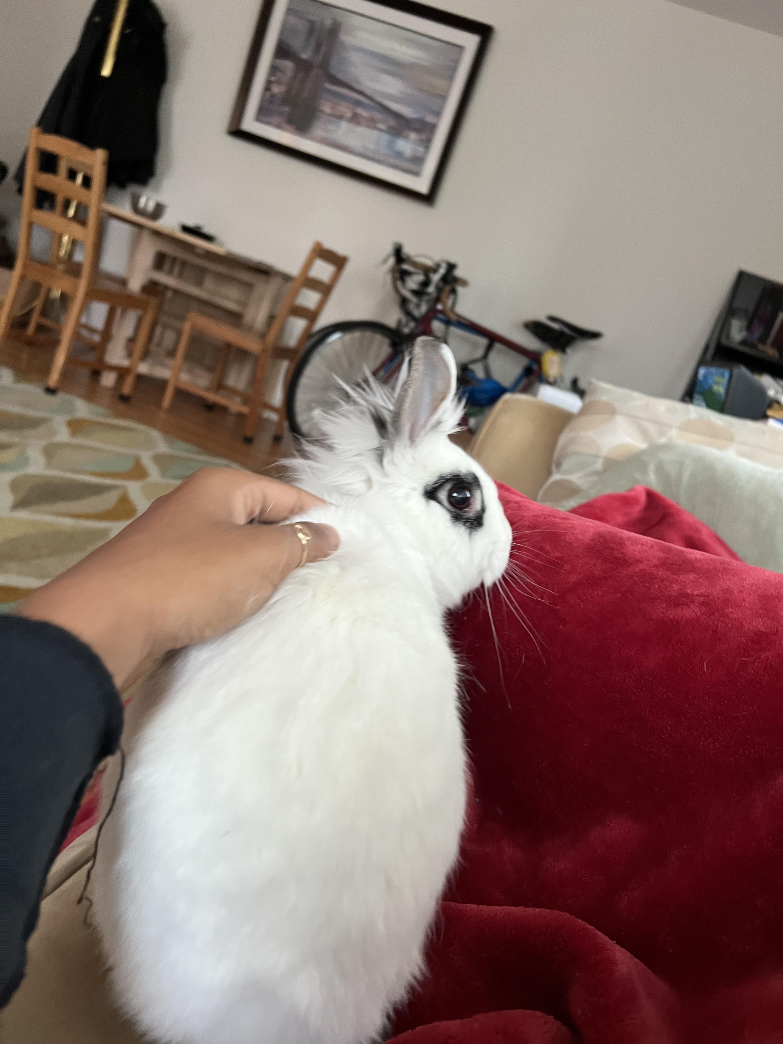 Any brown bunny parents in the house? I’m tired of the shock that “your bunny is *so* white