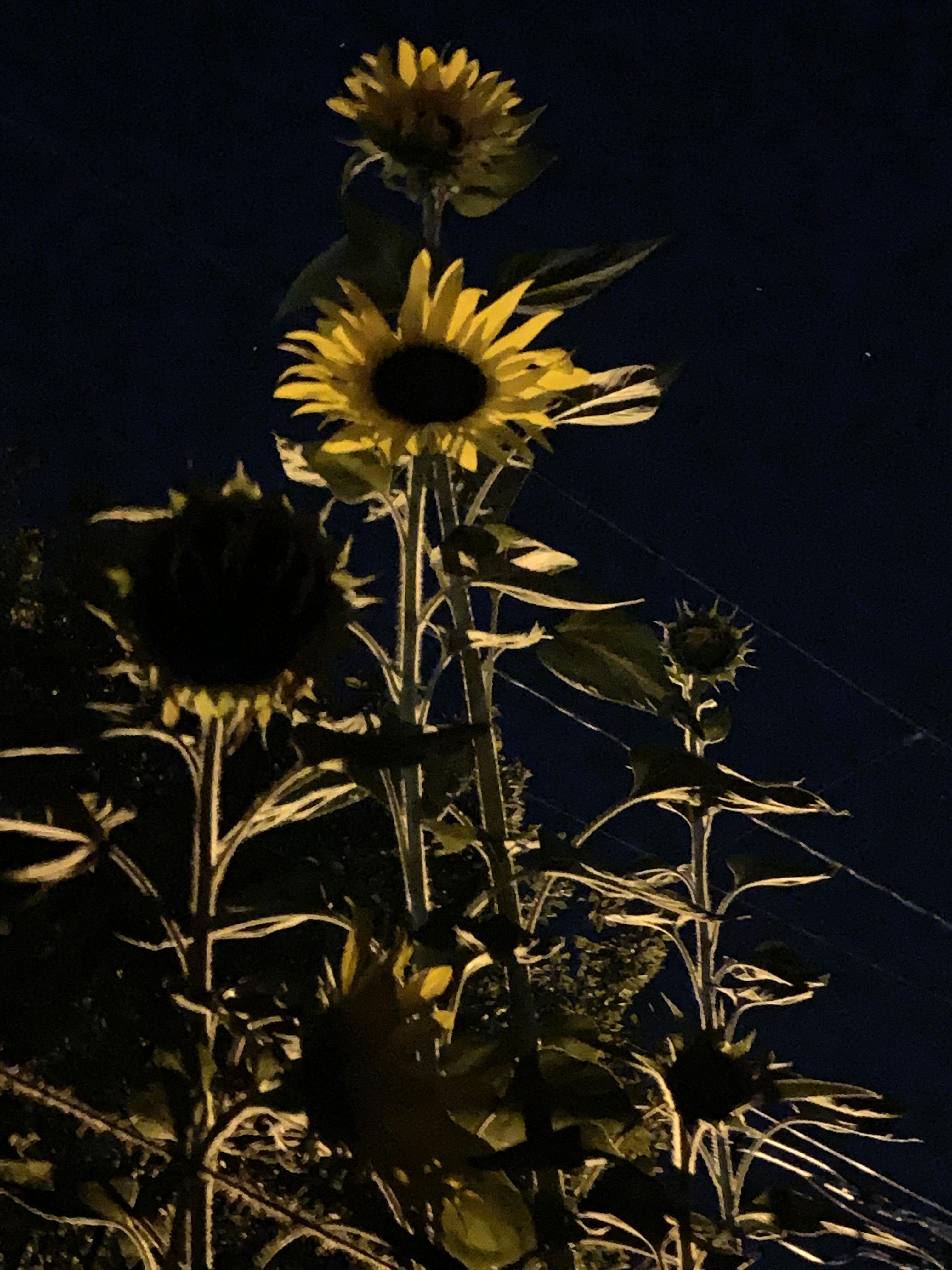 Some of my sunflowers at night. r/gardening