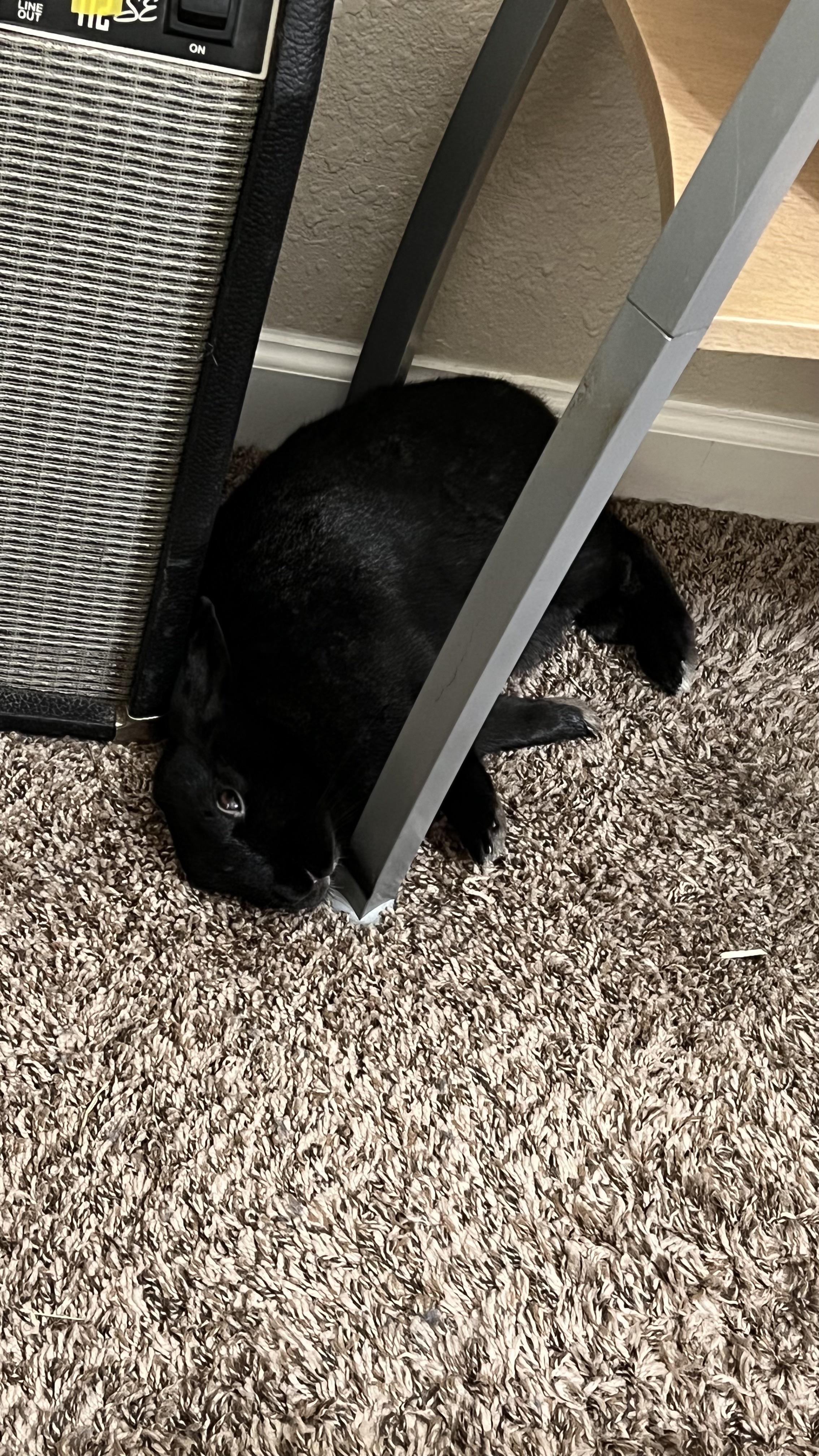 What do you feed your rabbit(s) for their salad and how much/how often? r/Rabbits