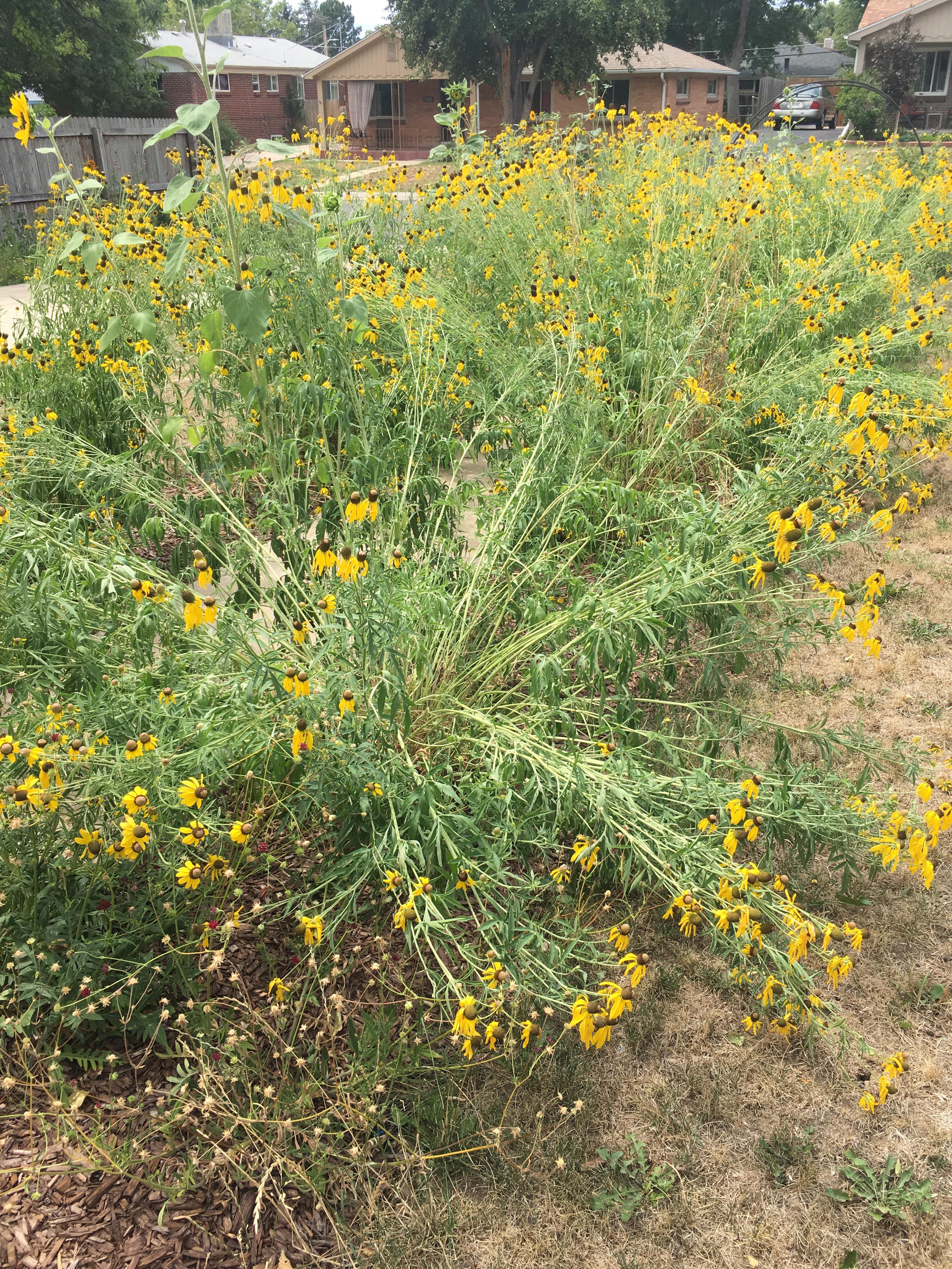 We bought a house from a horticulturist, so now we have a lot of