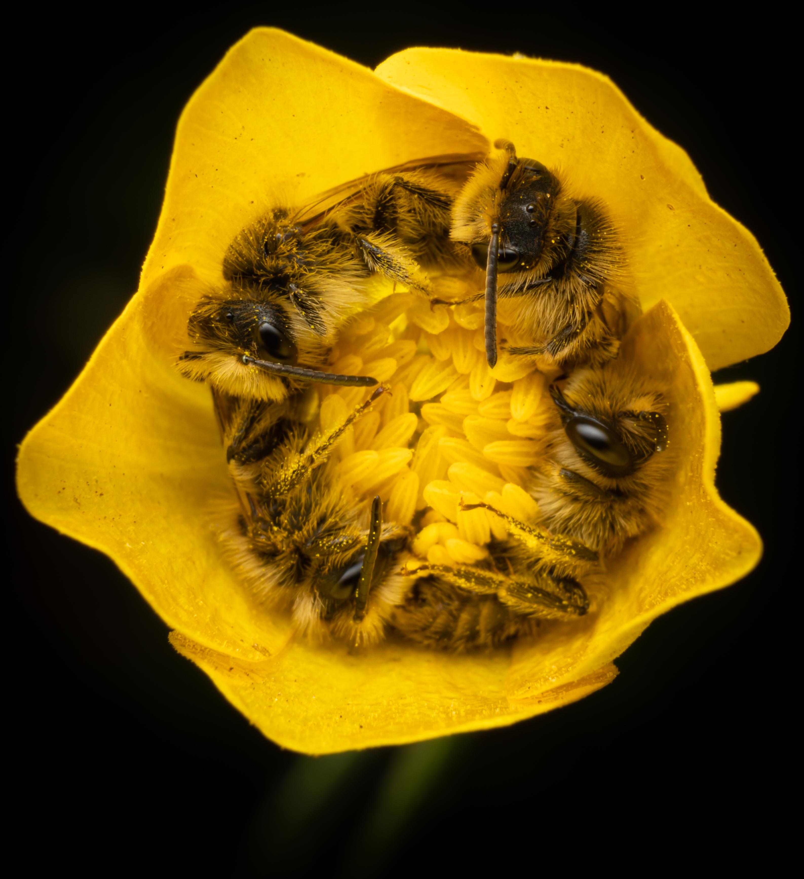 Bees like to cuddle and sleep together in flowers r/Damnthatsinteresting