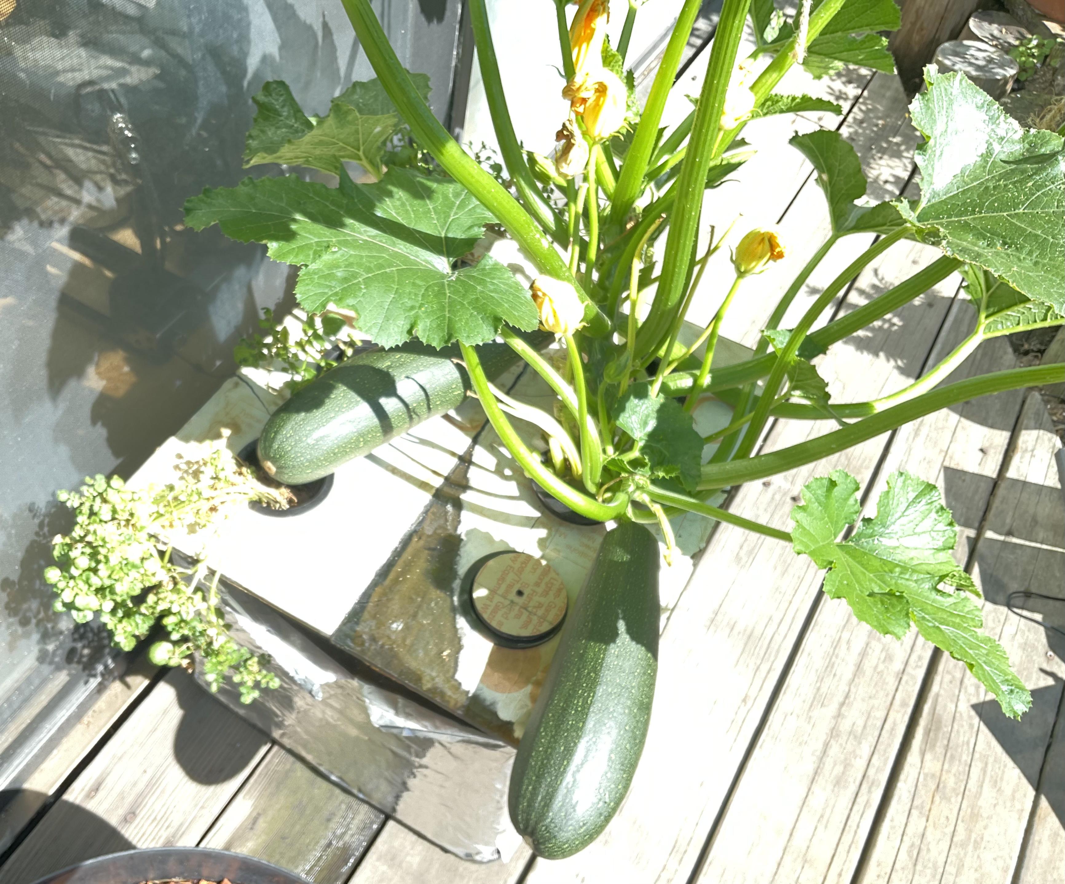 Kratky hydroponic zucchini doing surprisingly well r/vegetablegardening