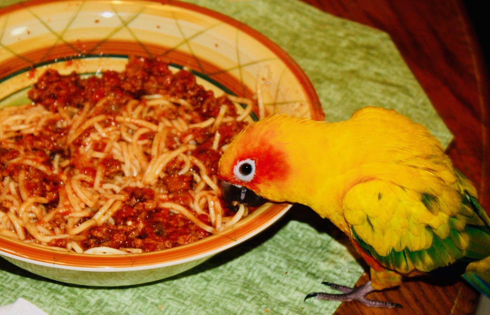 Thanks for dinner mom ! r/PartyParrot