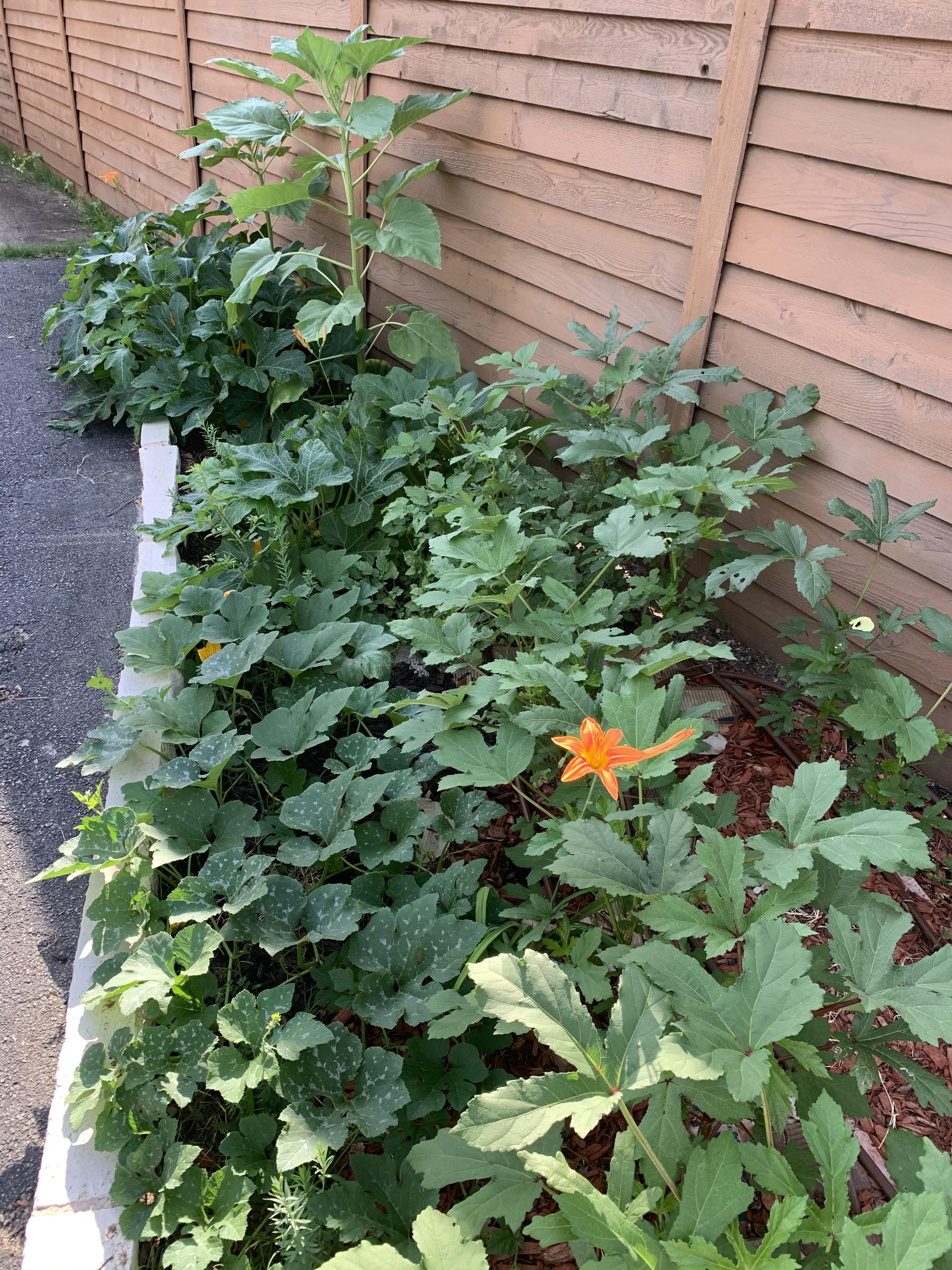 Squash plants looking lush this morning gardening