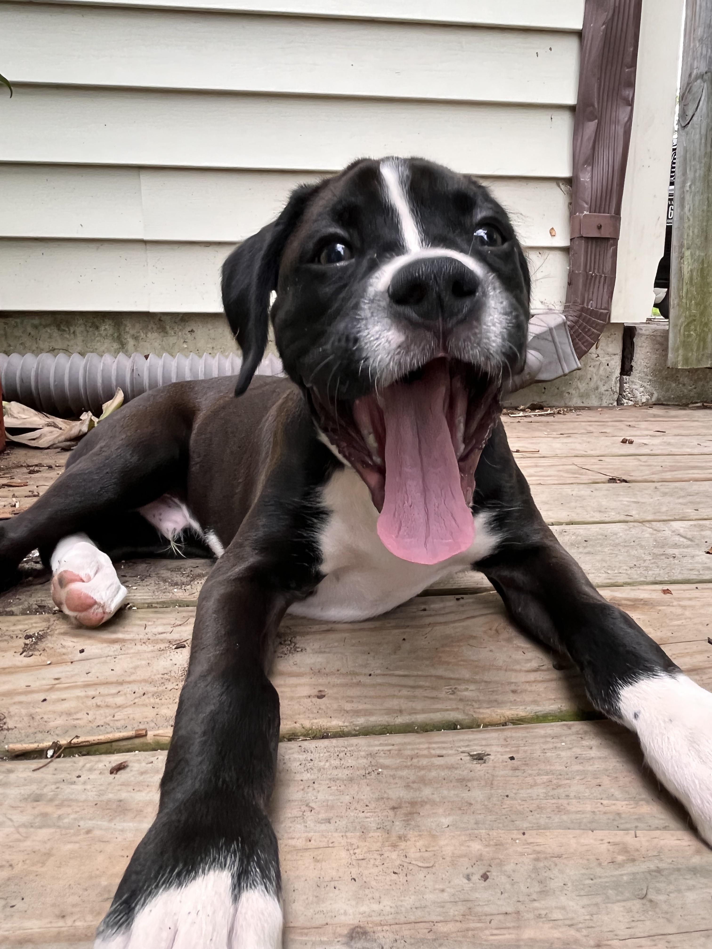 How often do you give your dog a bath? I’ve read people say only a