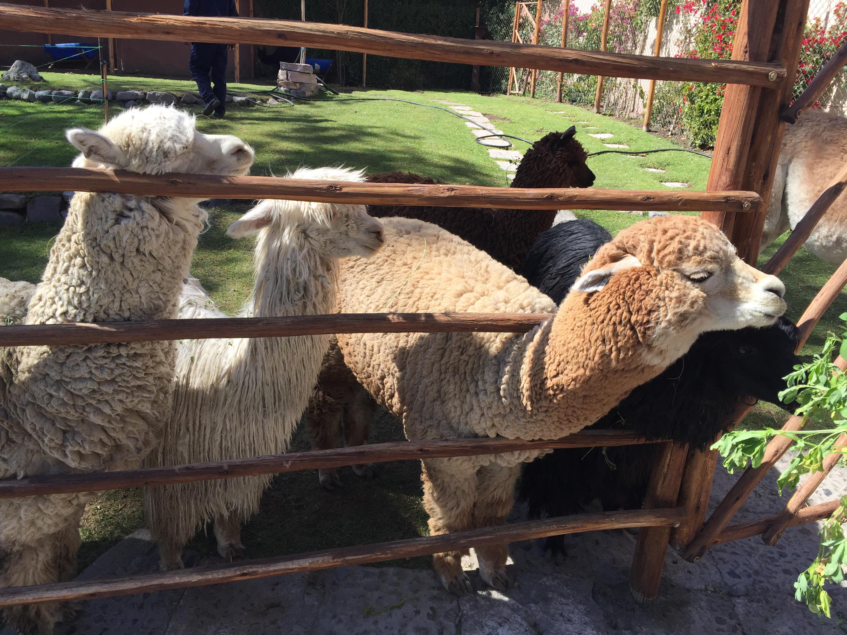 Alpacas want some leaves to eat. Photo taken at Mundo Alpaca in
