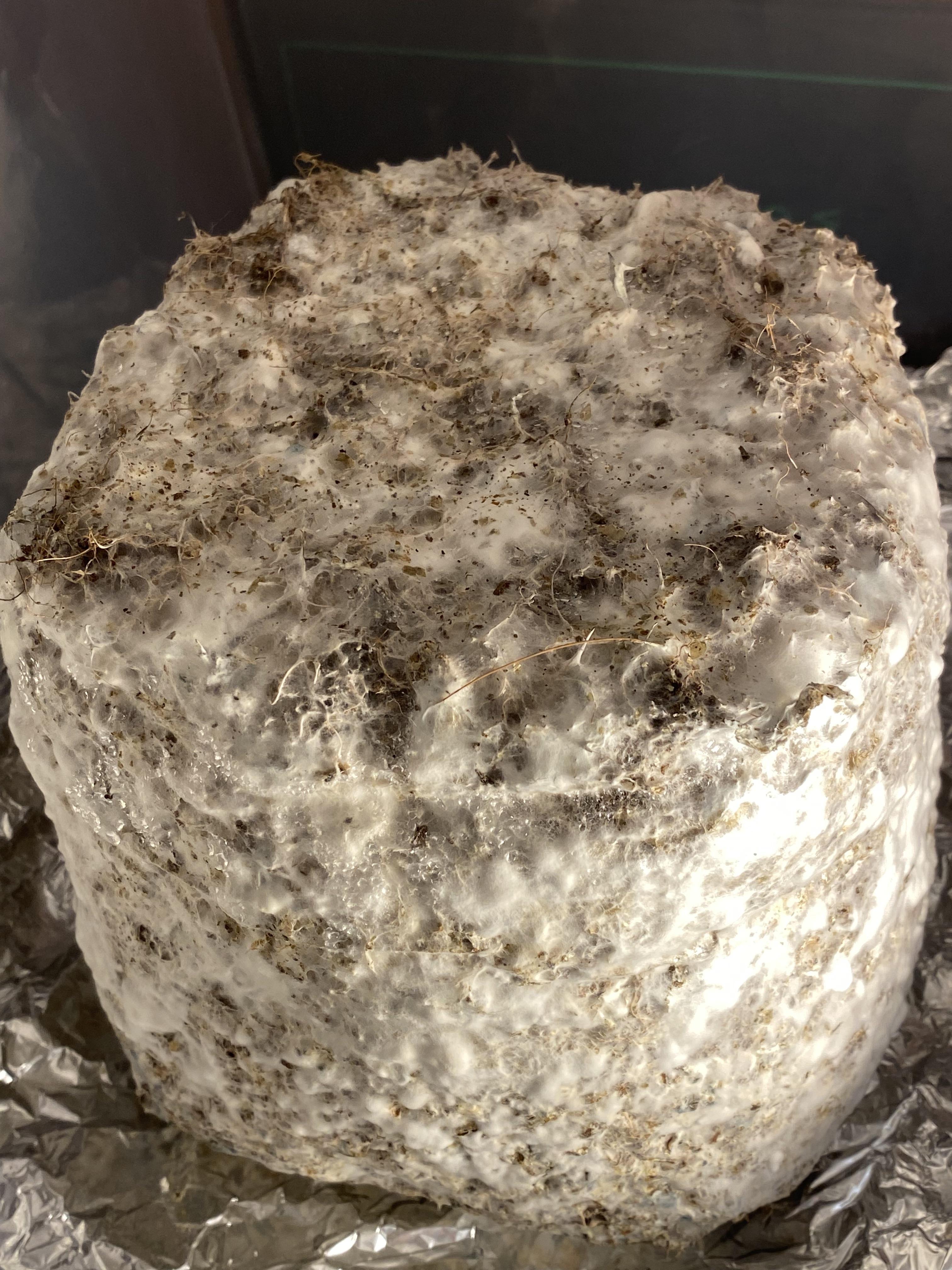 Mushrooms not fruiting r/MagicMushrooms