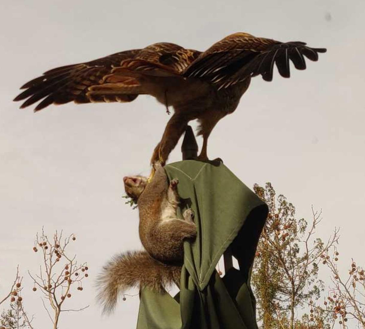 Eagle snatches a squirrel who’s clinging onto the table umbrella for
