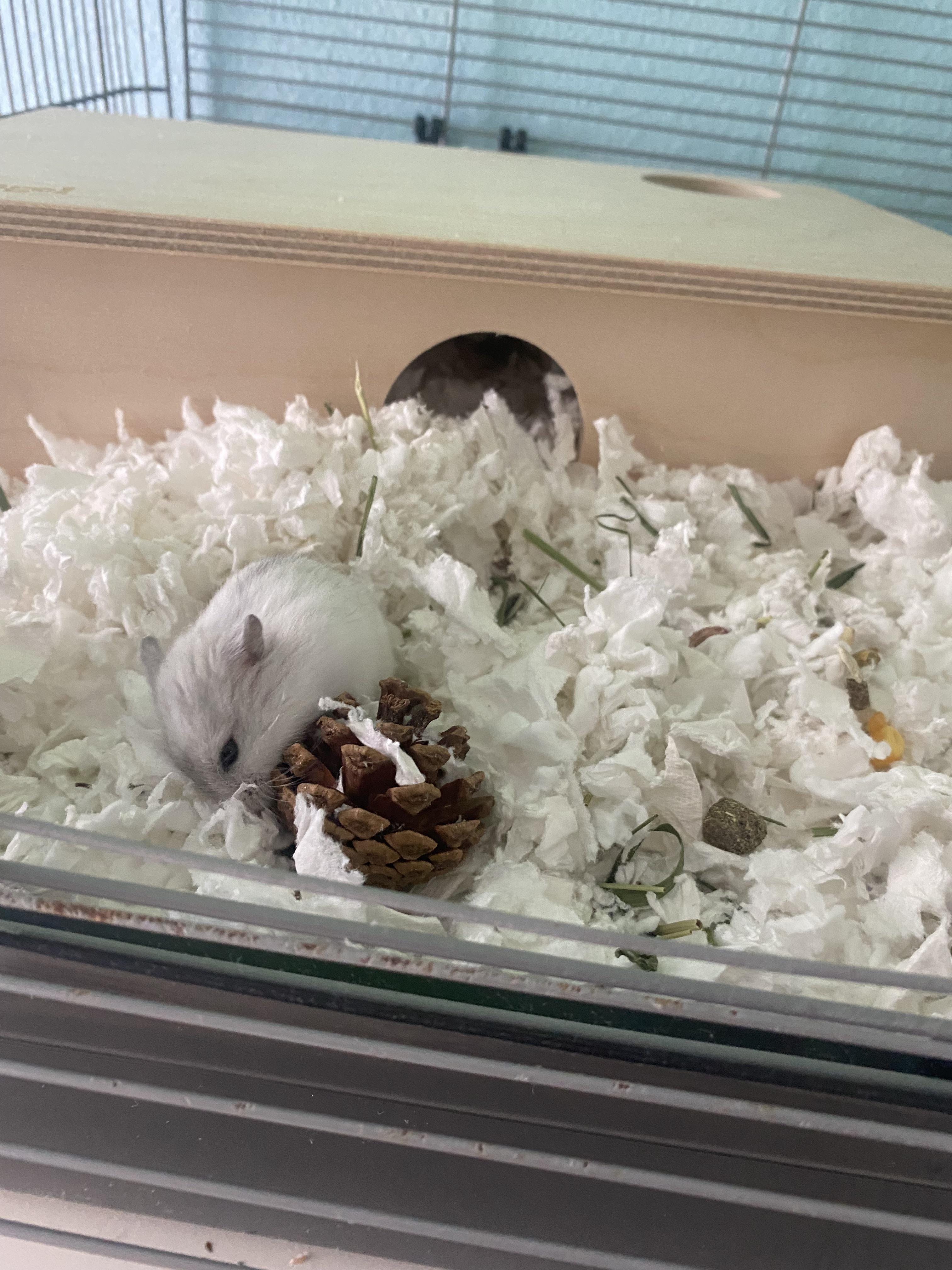 It may be noon, but Carlisle has work to do. The need to play with