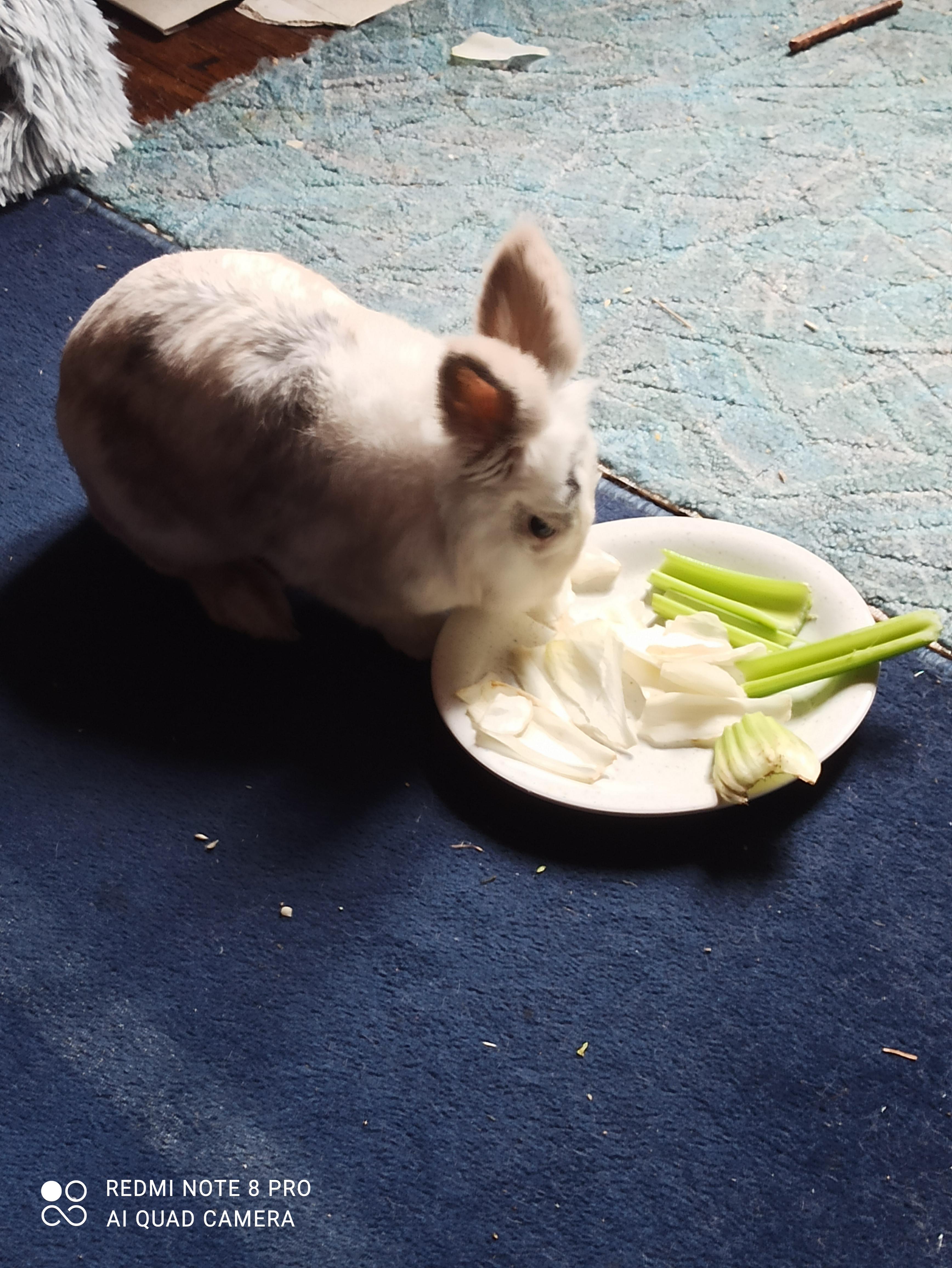 Do my rabbit really need companionship ? r/Rabbits