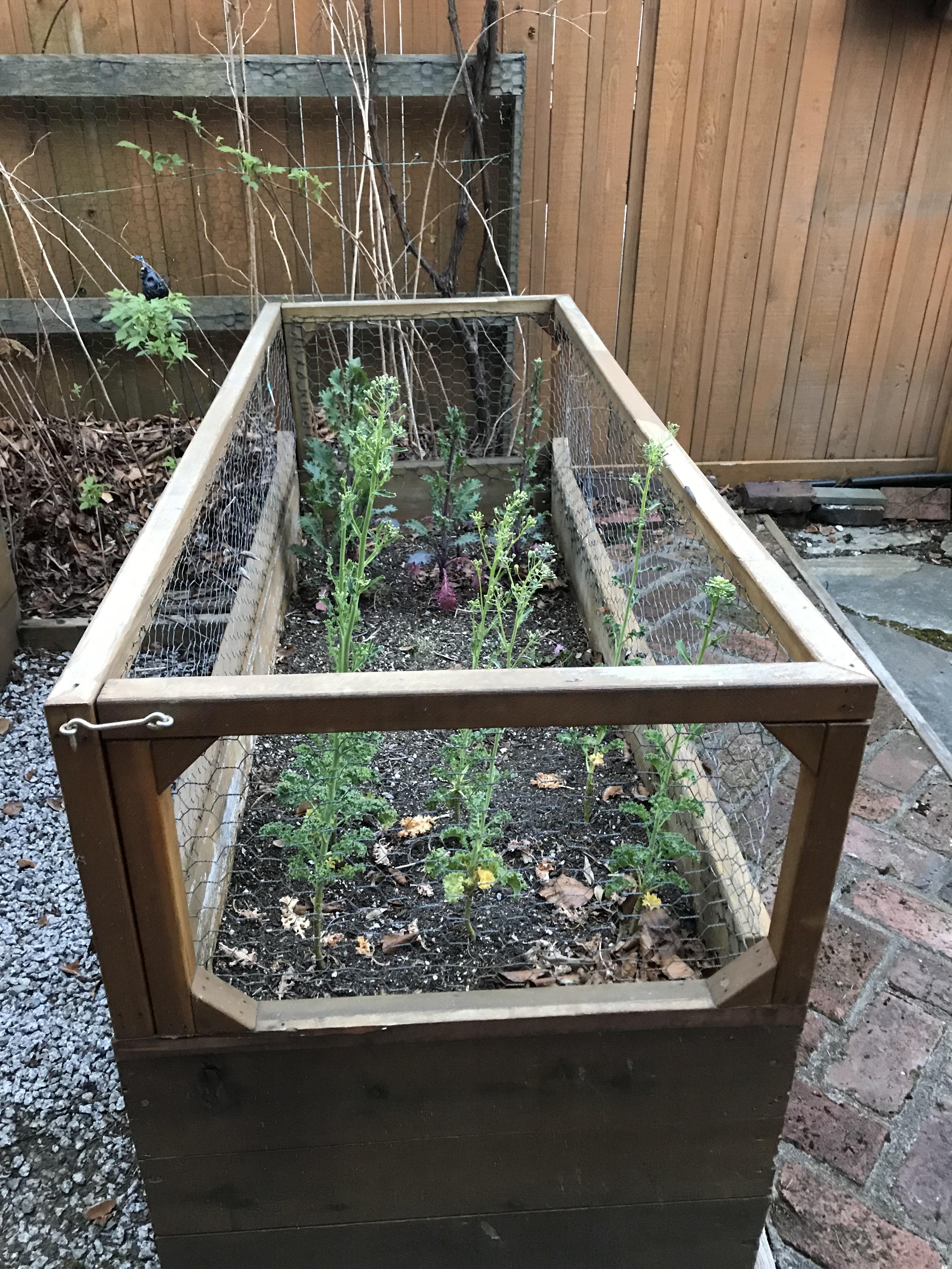 Why is my kale so tall and skinny? r/gardening