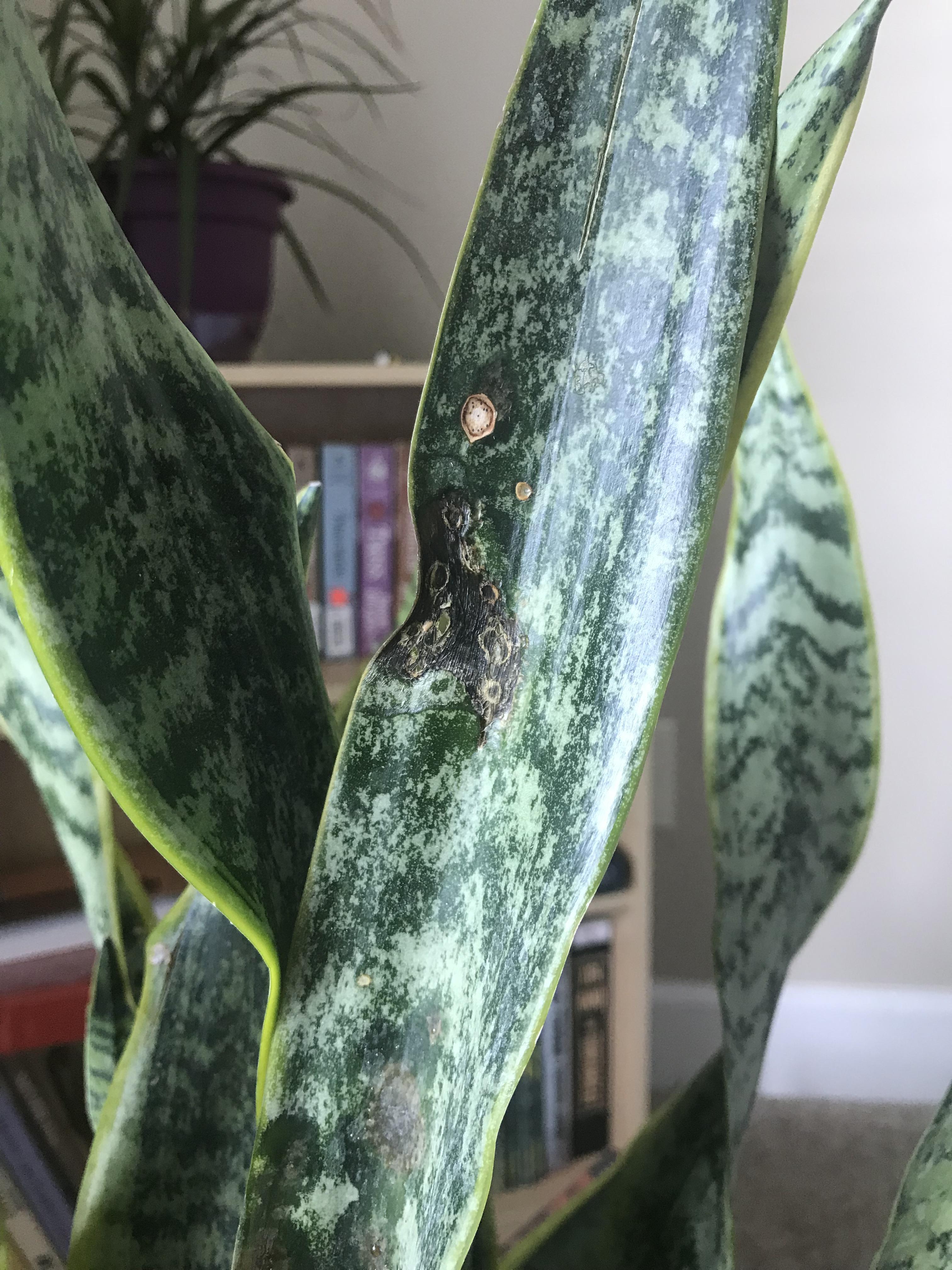I brought this snake plant home from the store and noticed these brown spots. on the back of the