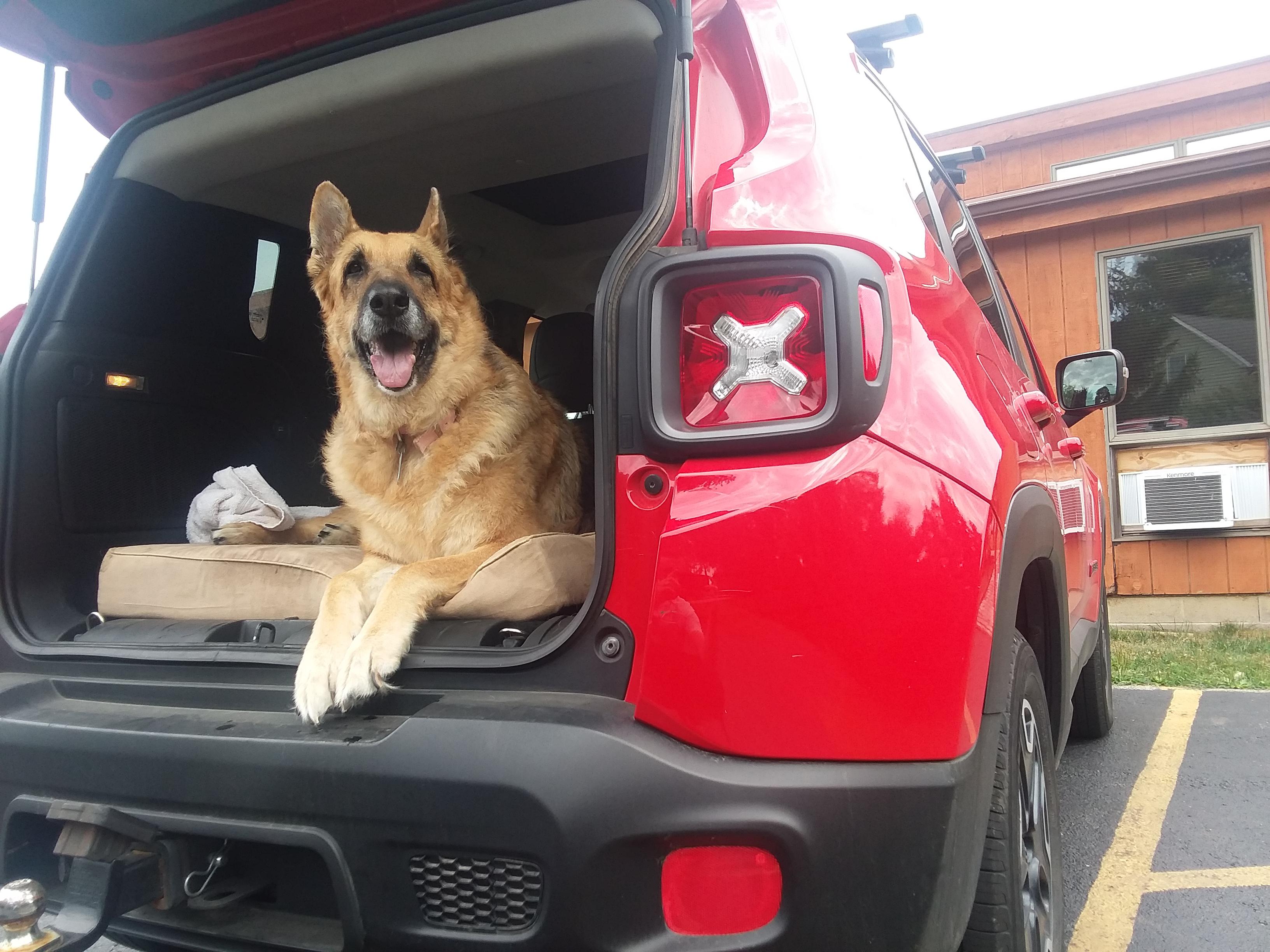 Jeep Dog r/JeepRenegade