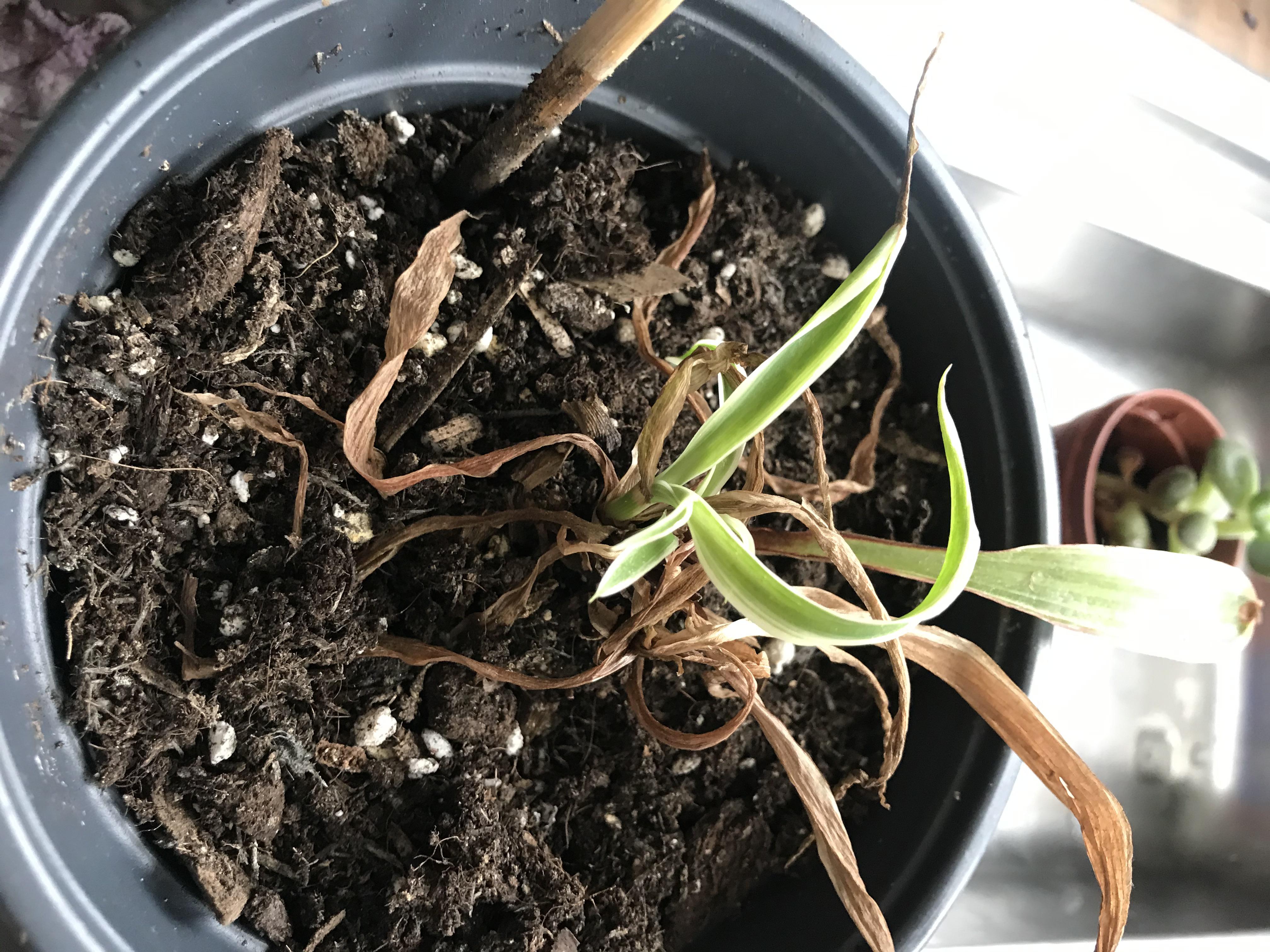 Problem spider plant; bought this about 6m ago, it promptly half died