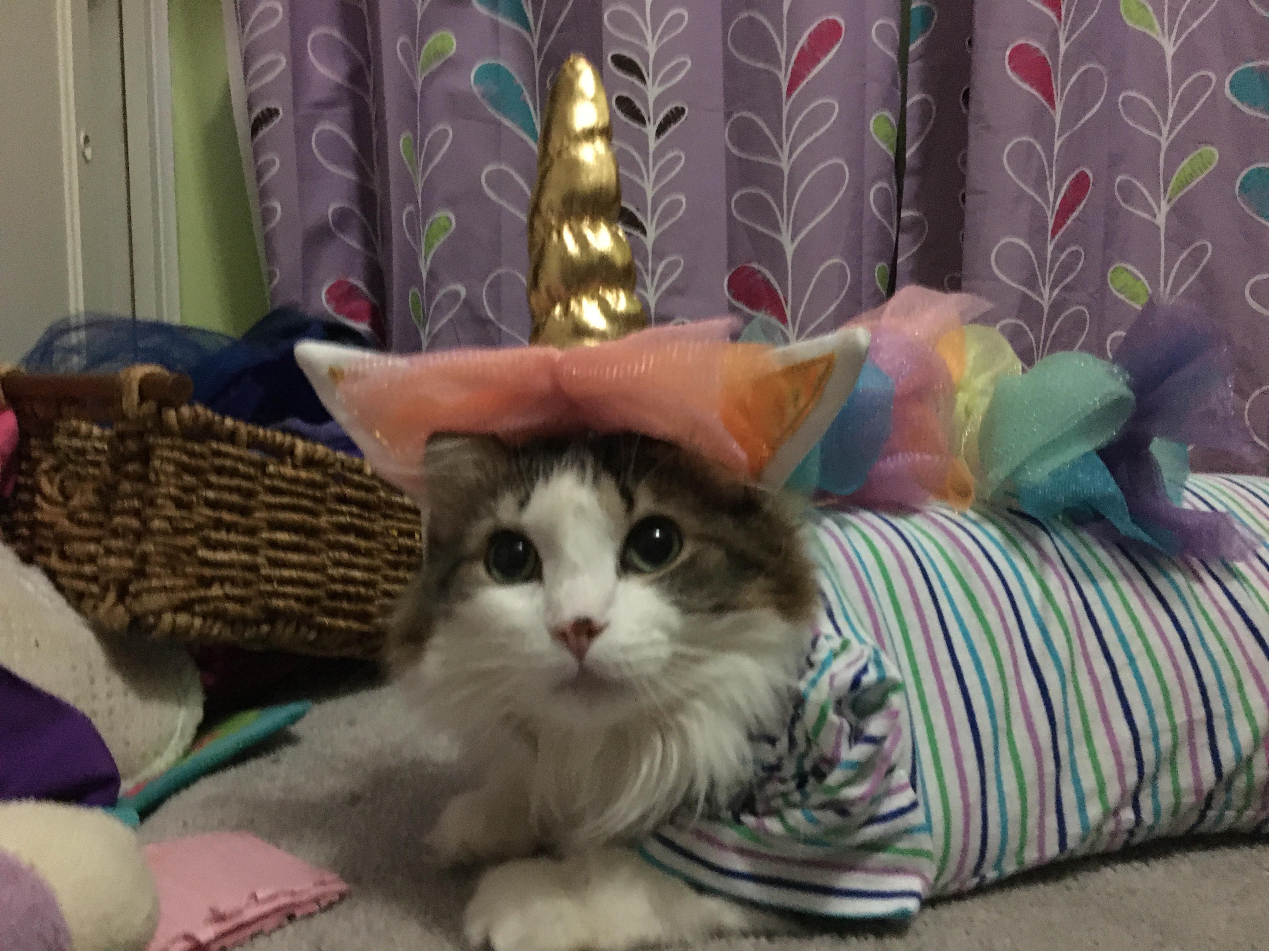 Those stripes make you look like a fat ass r/Thisismylifemeow