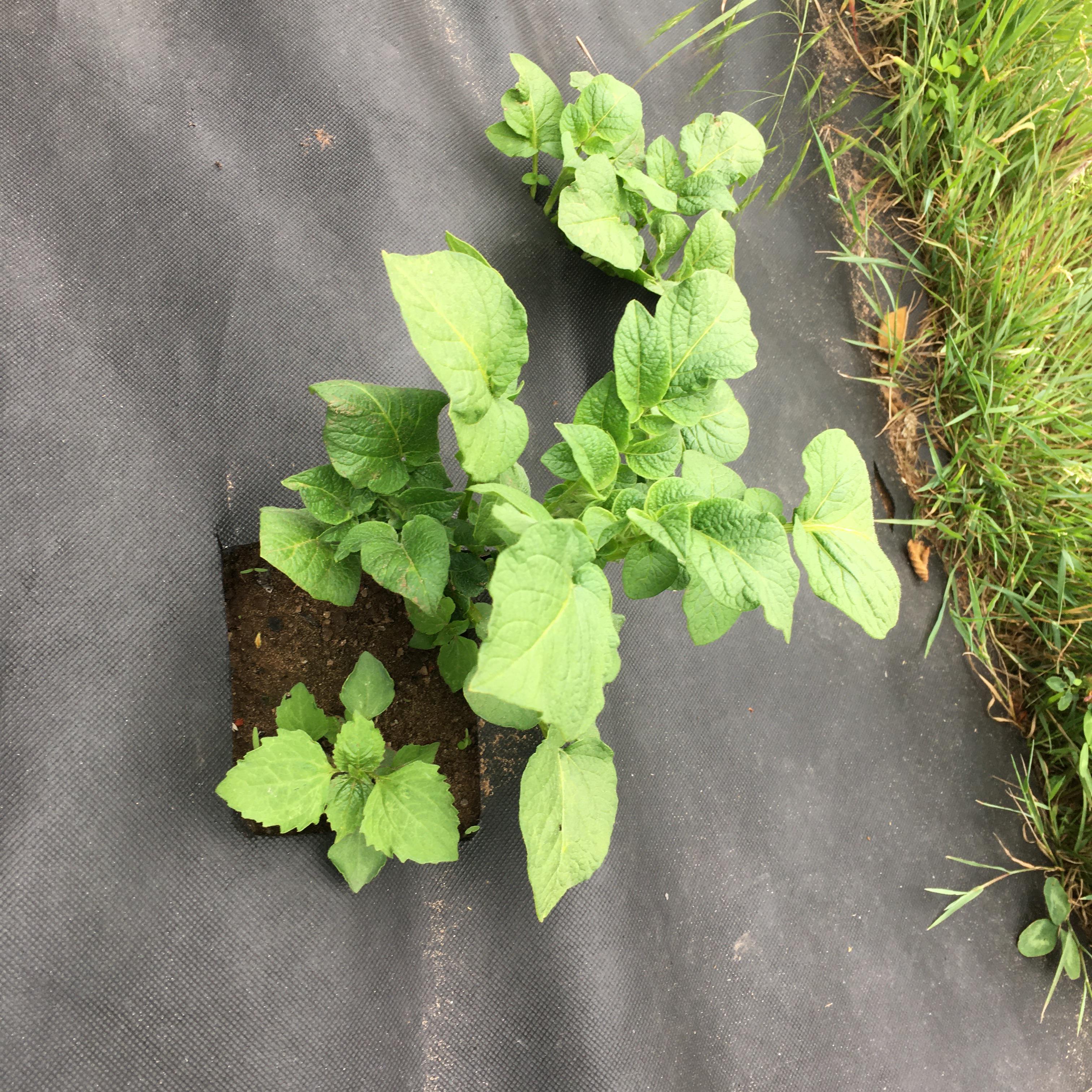 I thought this was a weed but now I’m realizing it looks like a potato