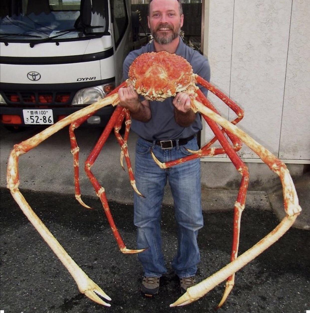 The Japanese spider crab is the largest crab in the world. With a leg