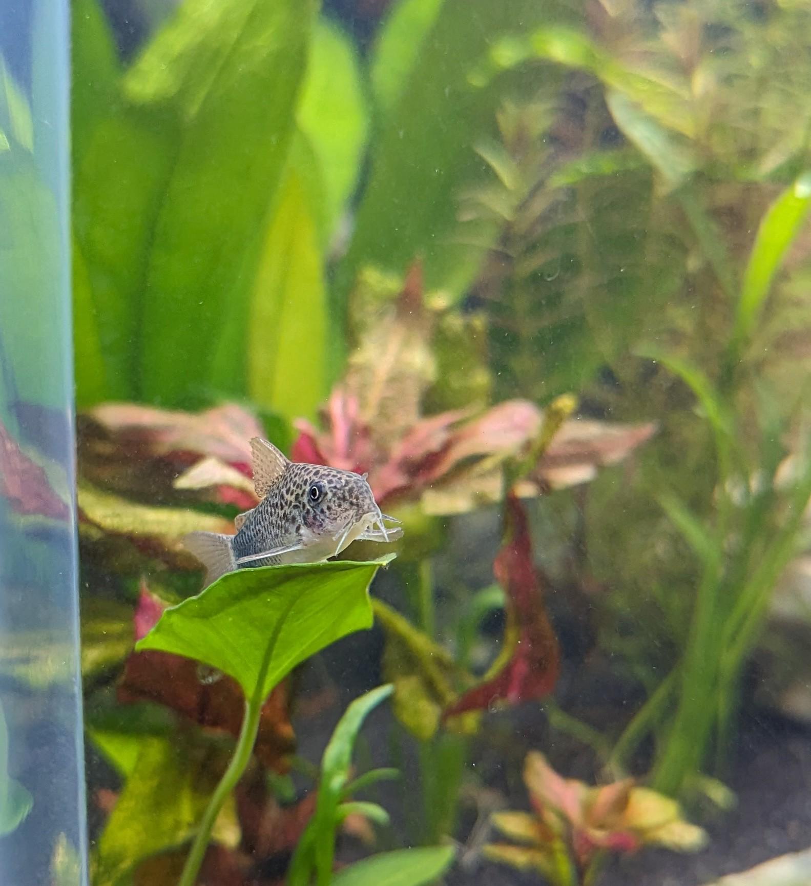 Just chillin r/corydoras