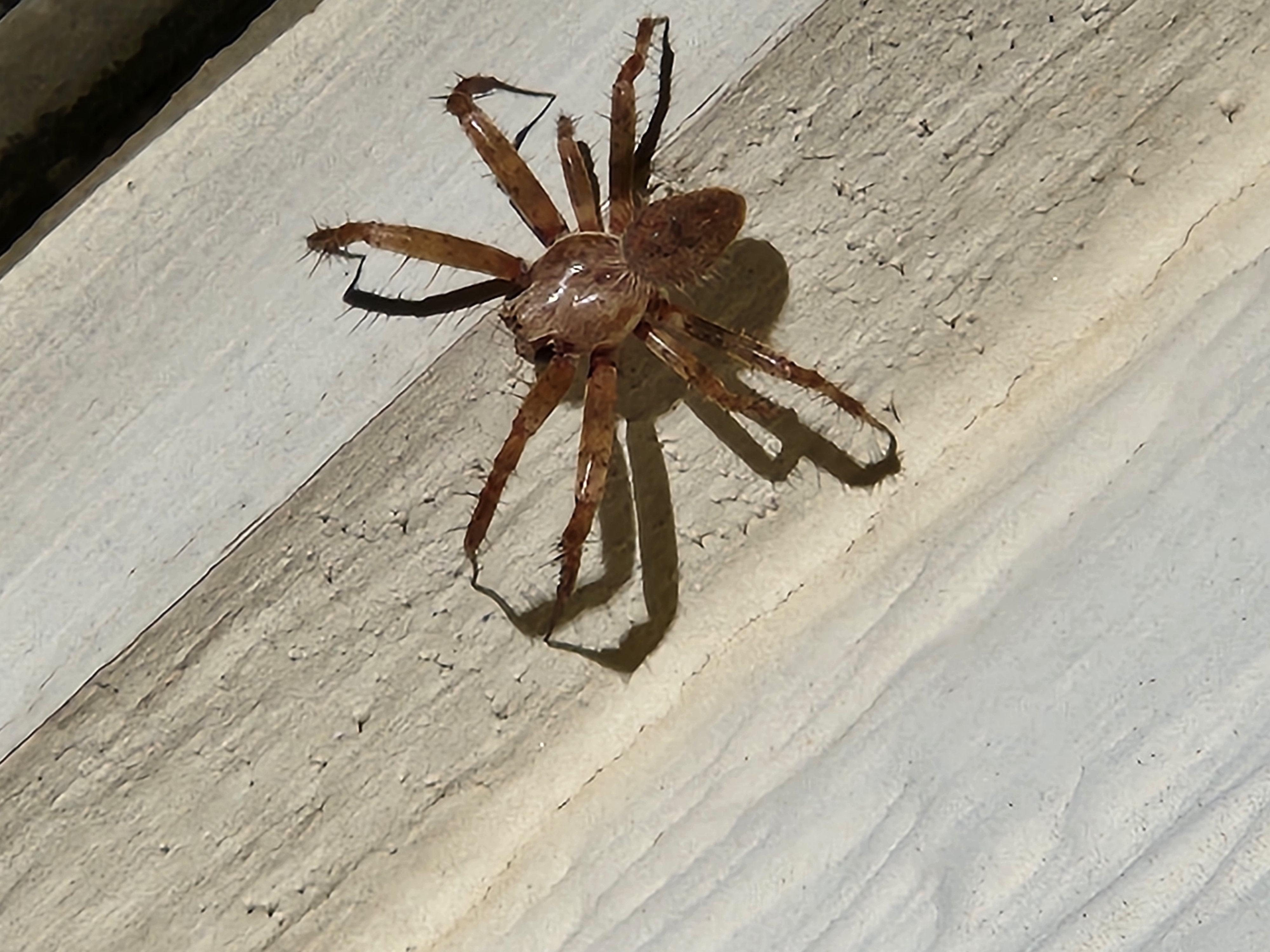 What is this spider? Found in Oklahoma City, Oklahoma less then in inch