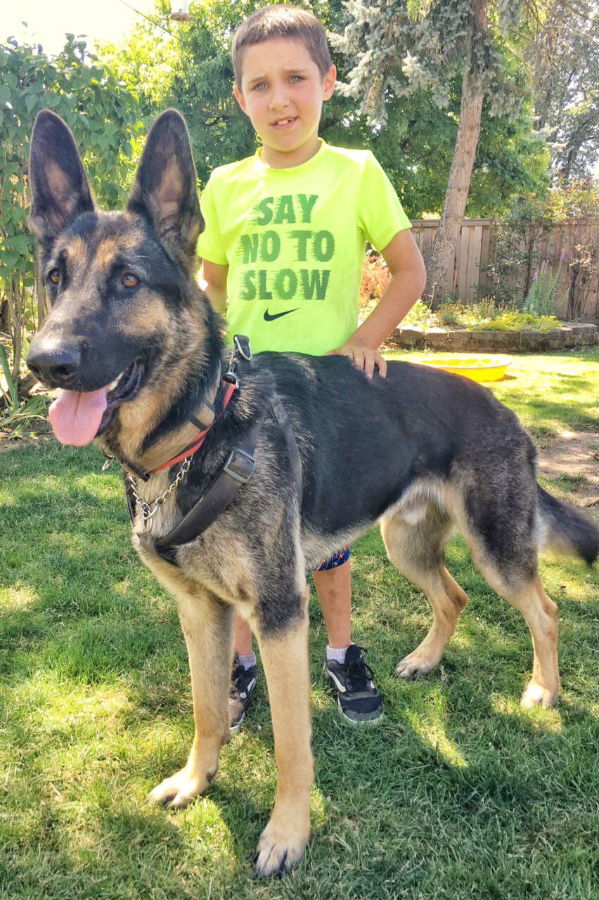 German Shepherds are quite the family dog r/germanshepherds